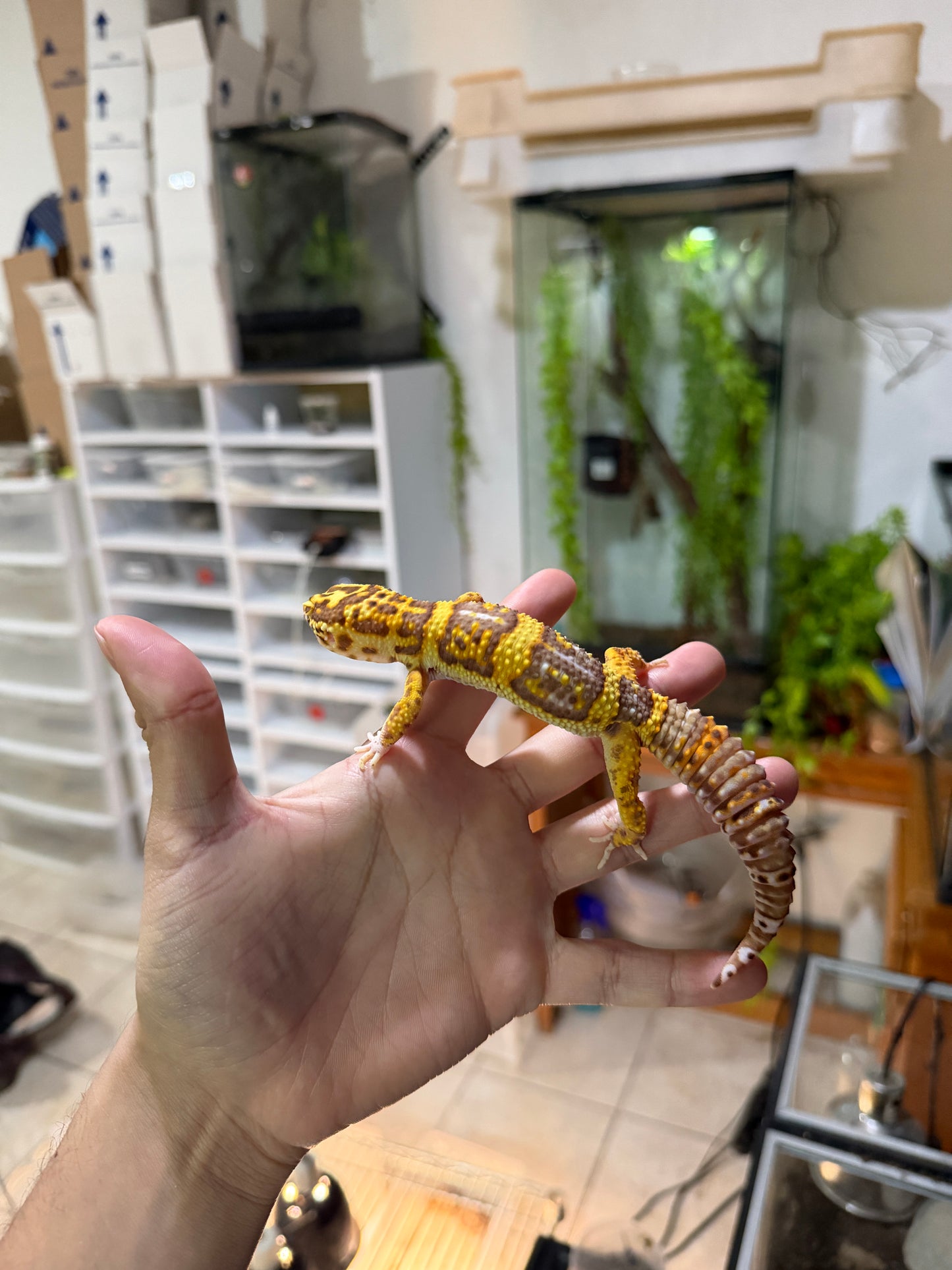 GECKO LEOPARDO BELL ALBINO MACHO JUVENIL