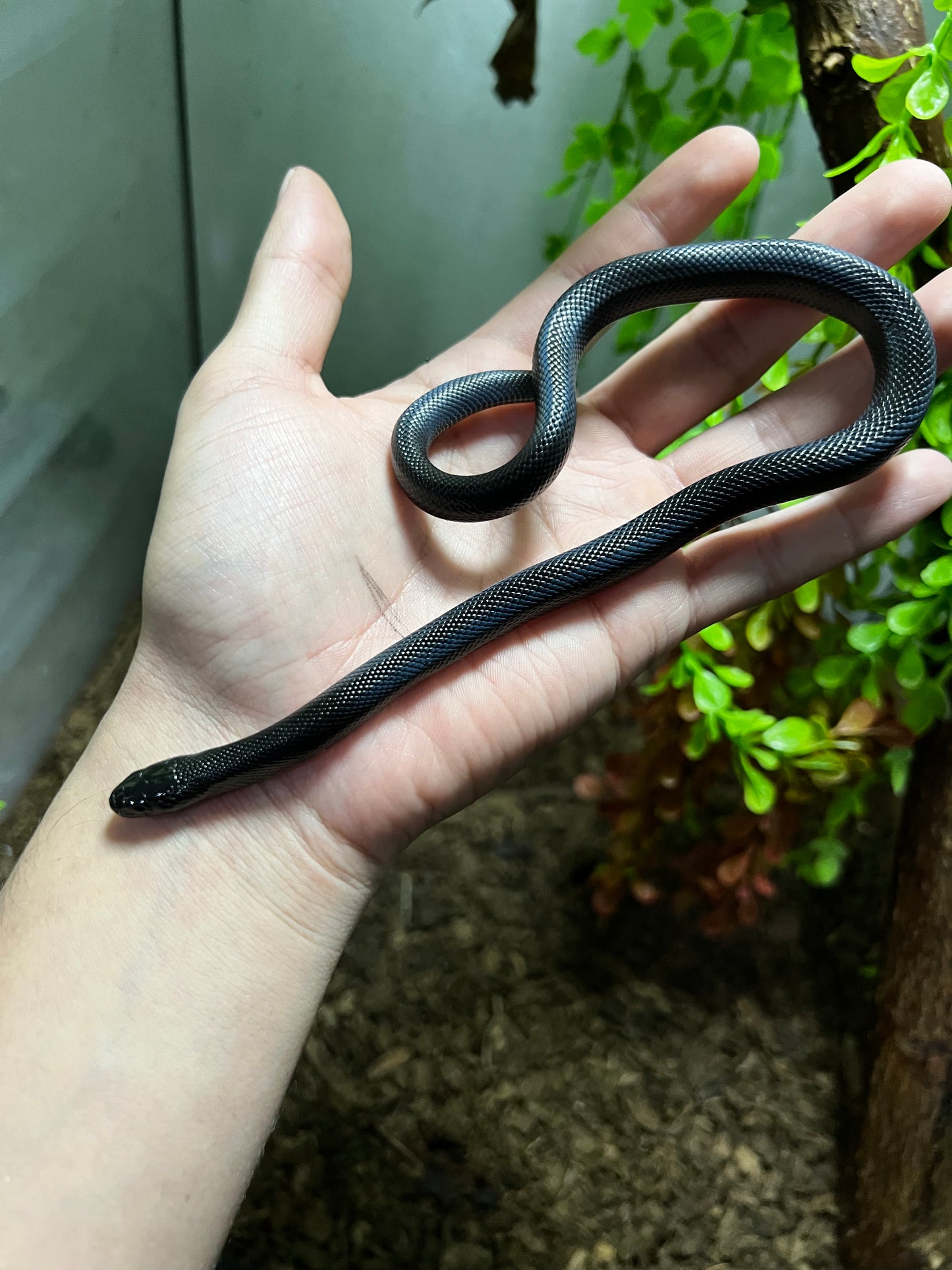 REY NEGRA MEXICANA HEMBRA 76