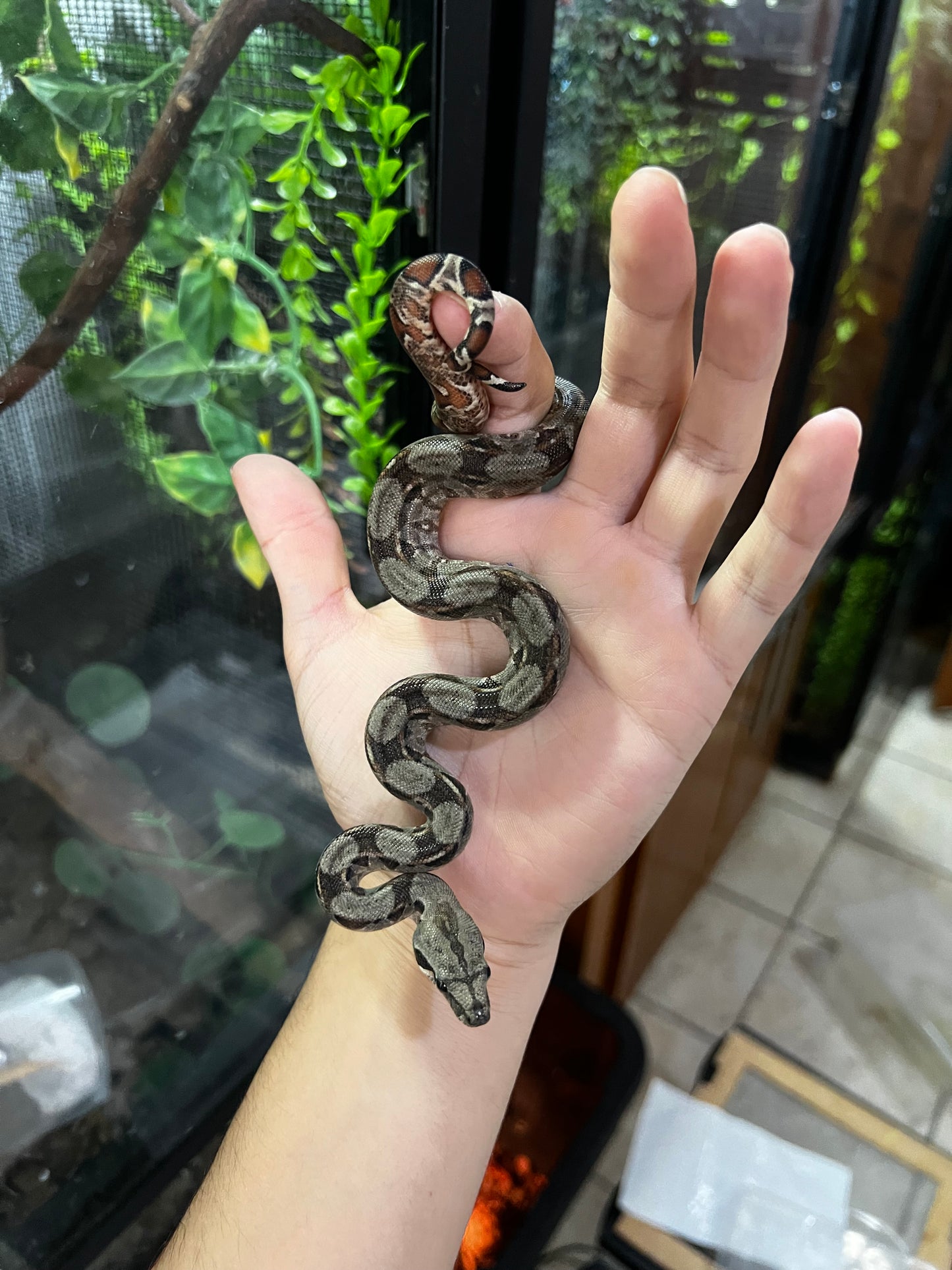 BOA MEXICANA LOCALIDAD VERACRUZ HEMBRA  97