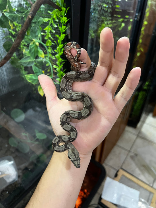 BOA MEXICANA LOCALIDAD VERACRUZ HEMBRA  97