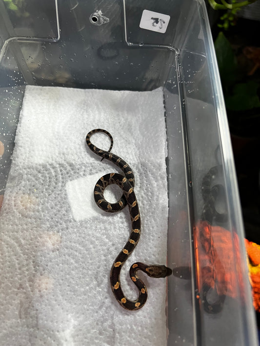 SERPIENTE MAICERA NOMINAL HEMBRA 25