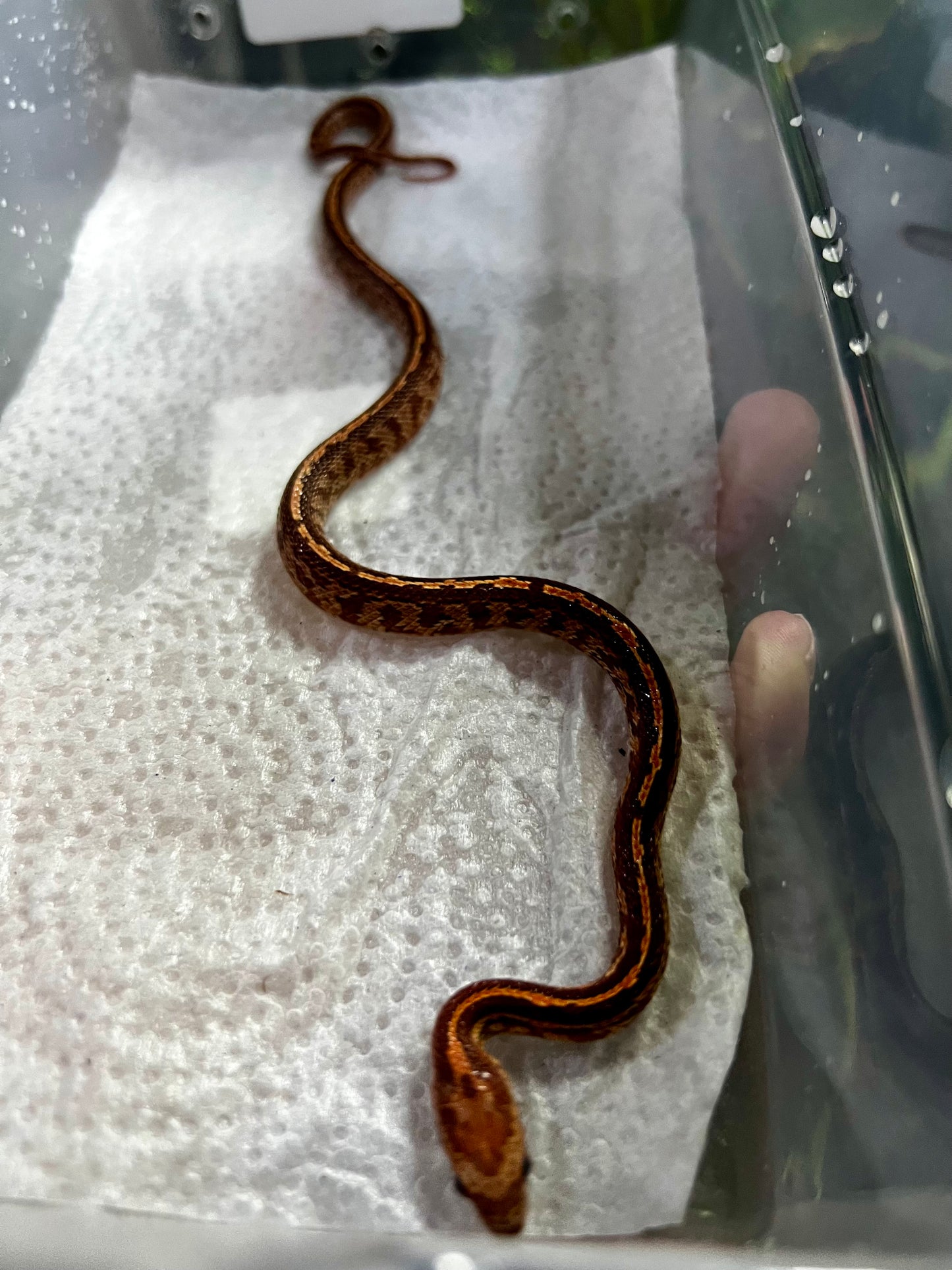 SERPIENTE MAICERA TESSERA MACHO 10