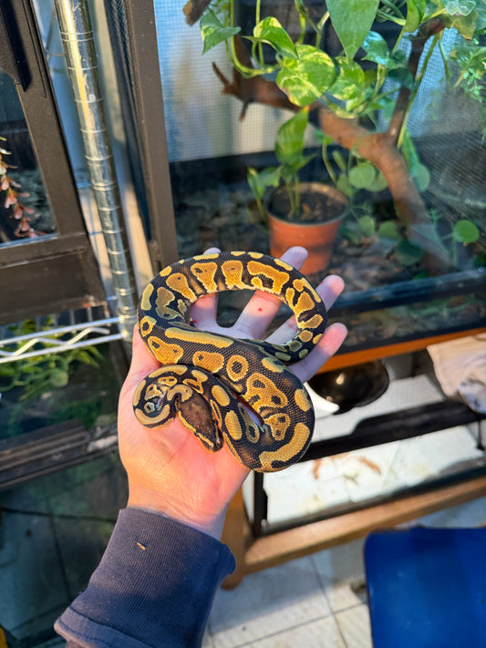 PITÓN BOLA NOMINAL MACHO 8