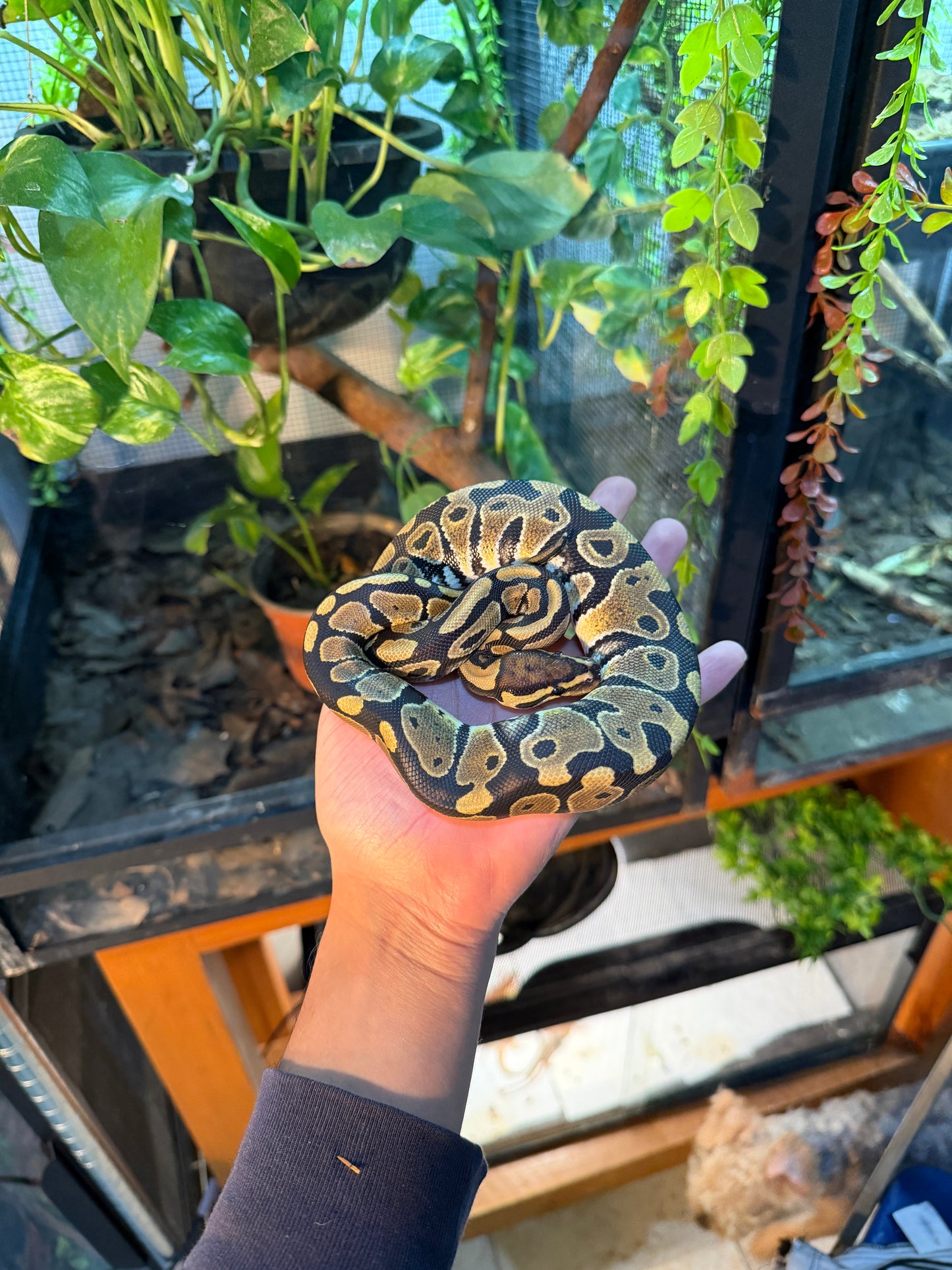 PITÓN BOLA NOMINAL HEMBRA 1