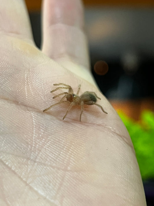 Ling de tarántula mexicana dorada (brachypelma albiceps) anexo última foto de un ejemplar adulto