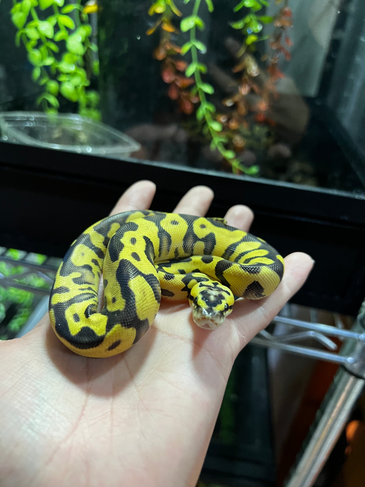 ENCHI FIREFLY HEMBRA 37