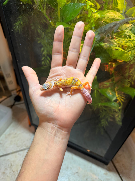 GECKO LEOPARDO HIGH YELLOW HET RAINWATER POSS HET ECLIPSE INCUBADO PARA MACHO 147