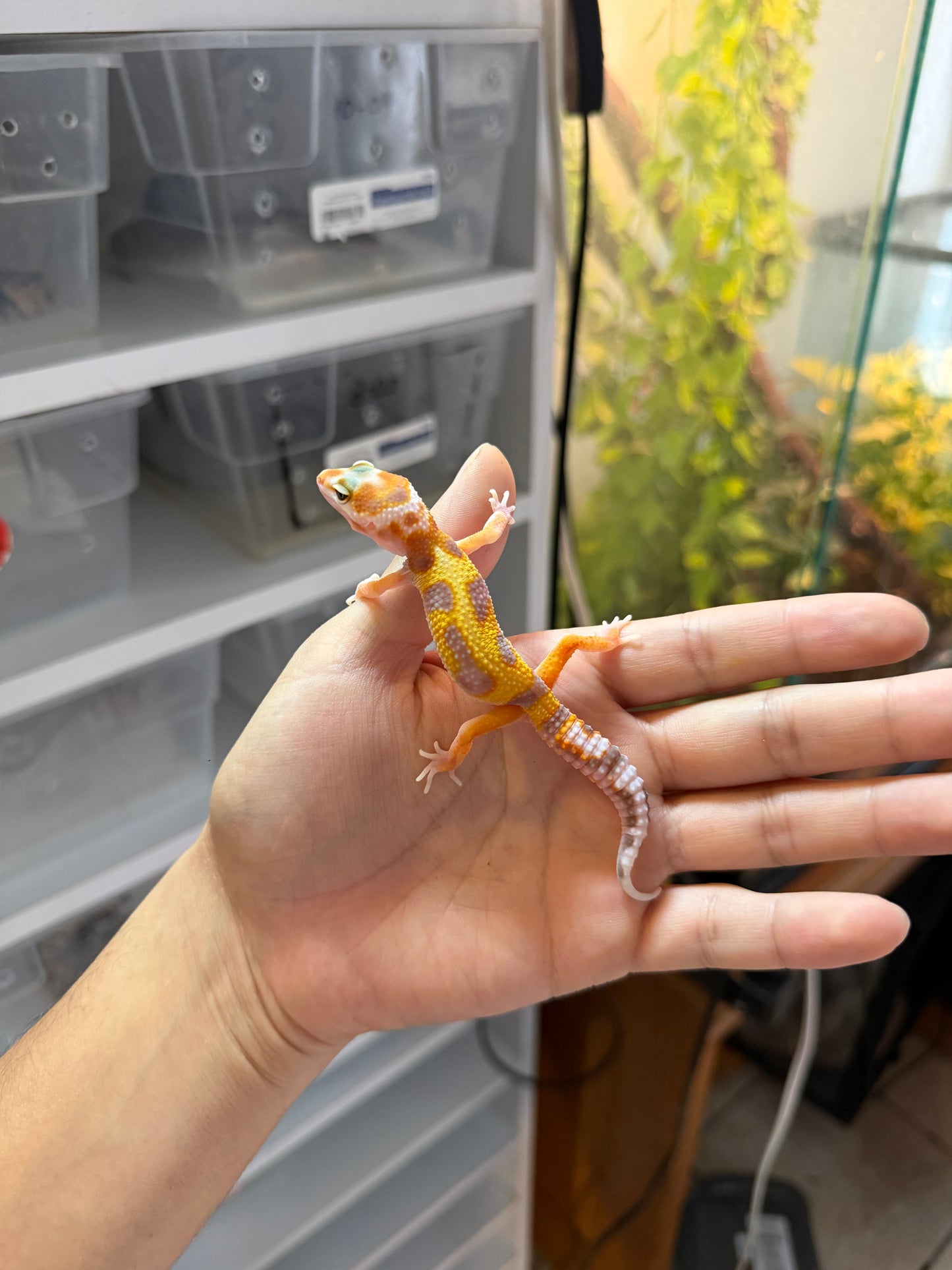 GECKO LEOPARDO BLOOD HET RAINWATER 1