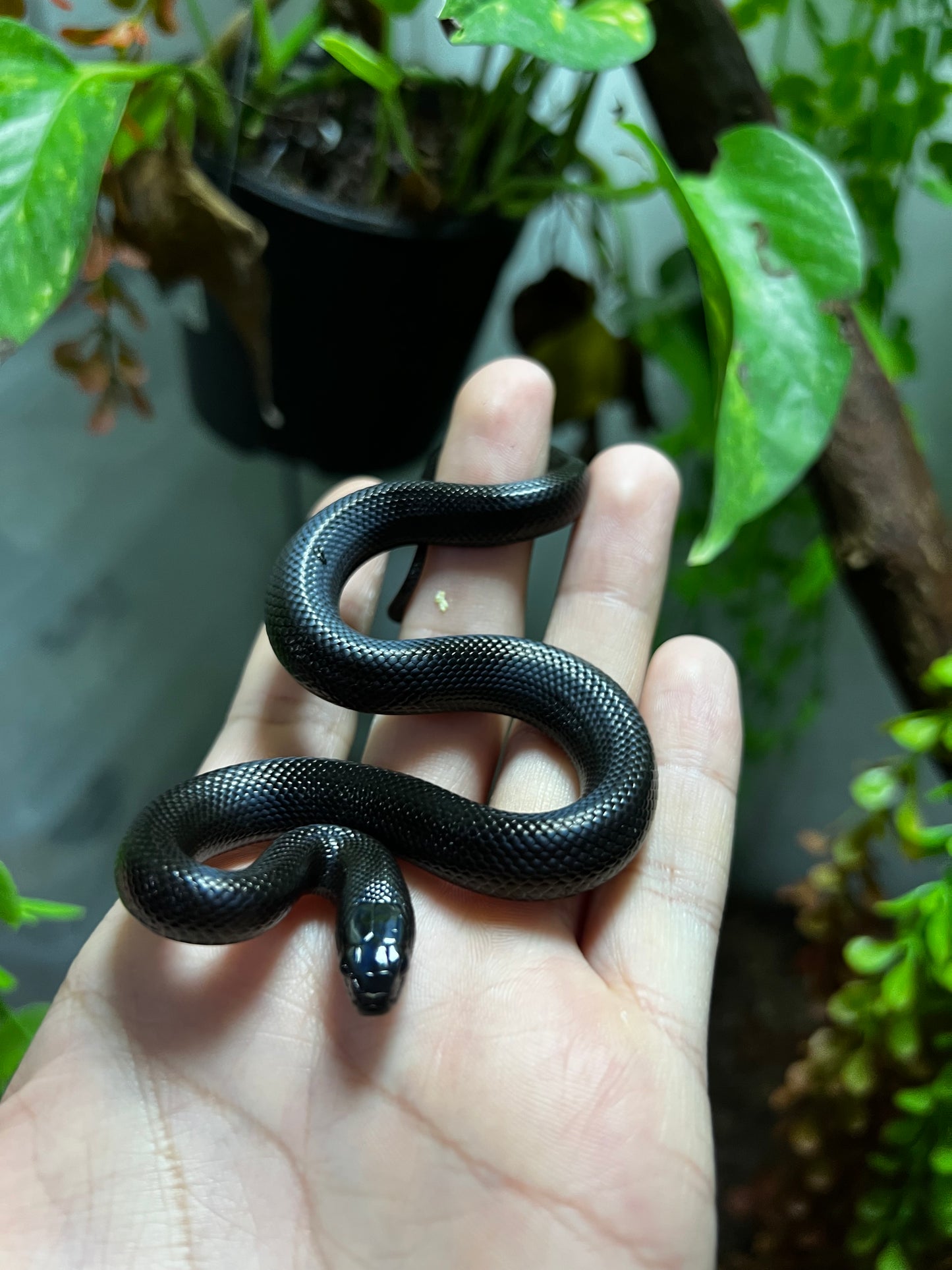 REY NEGRA MEXICANA HEMBRA 86