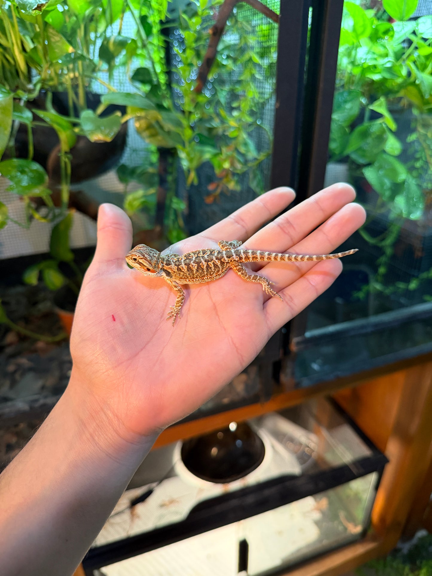 DRAGÓN BARBUDO HYPO 2 (PUNTA DE COLA MORDIDA, LE VOLVERÁ A CRECER)