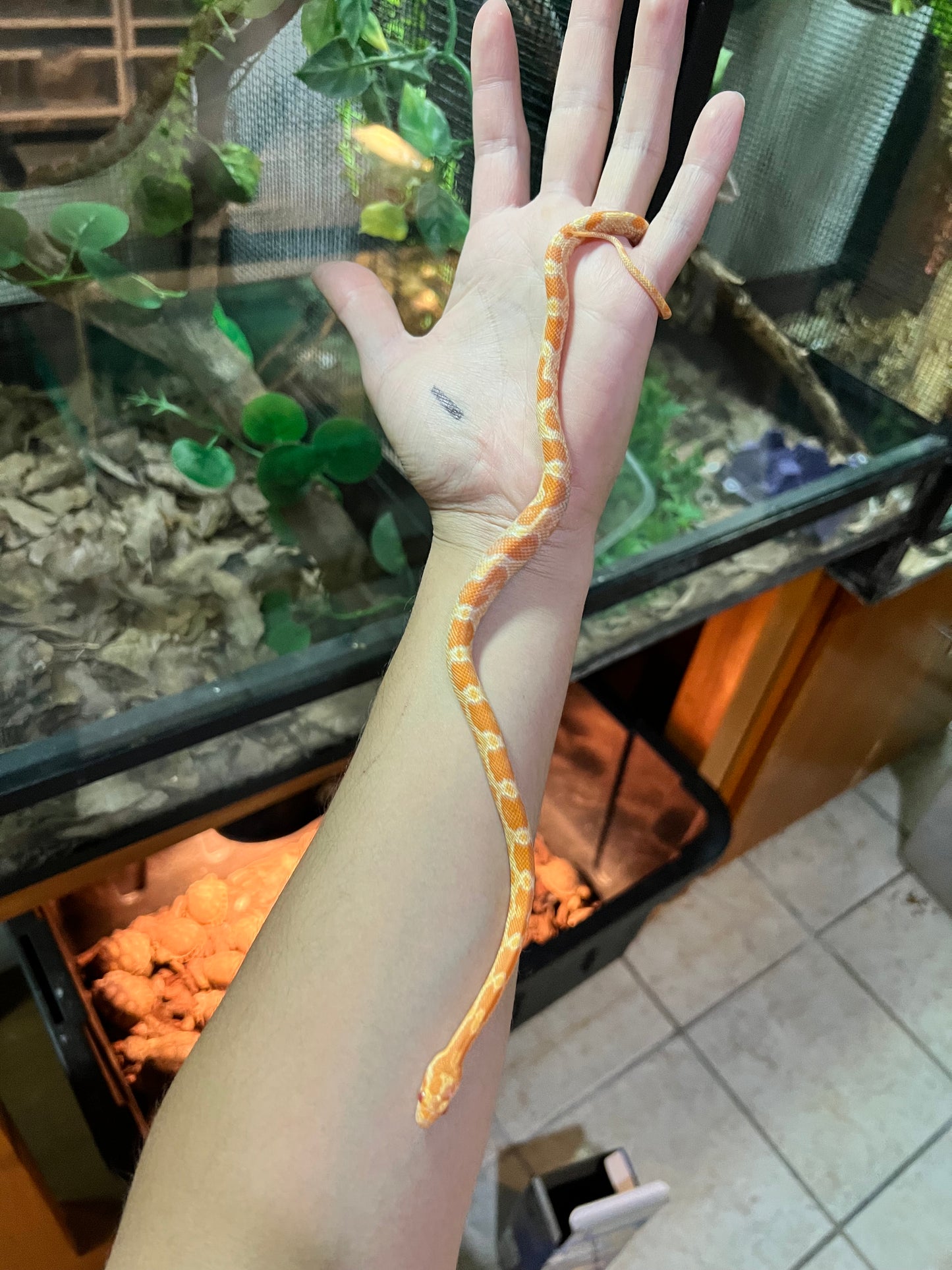 Serpiente Maicera sunkissed