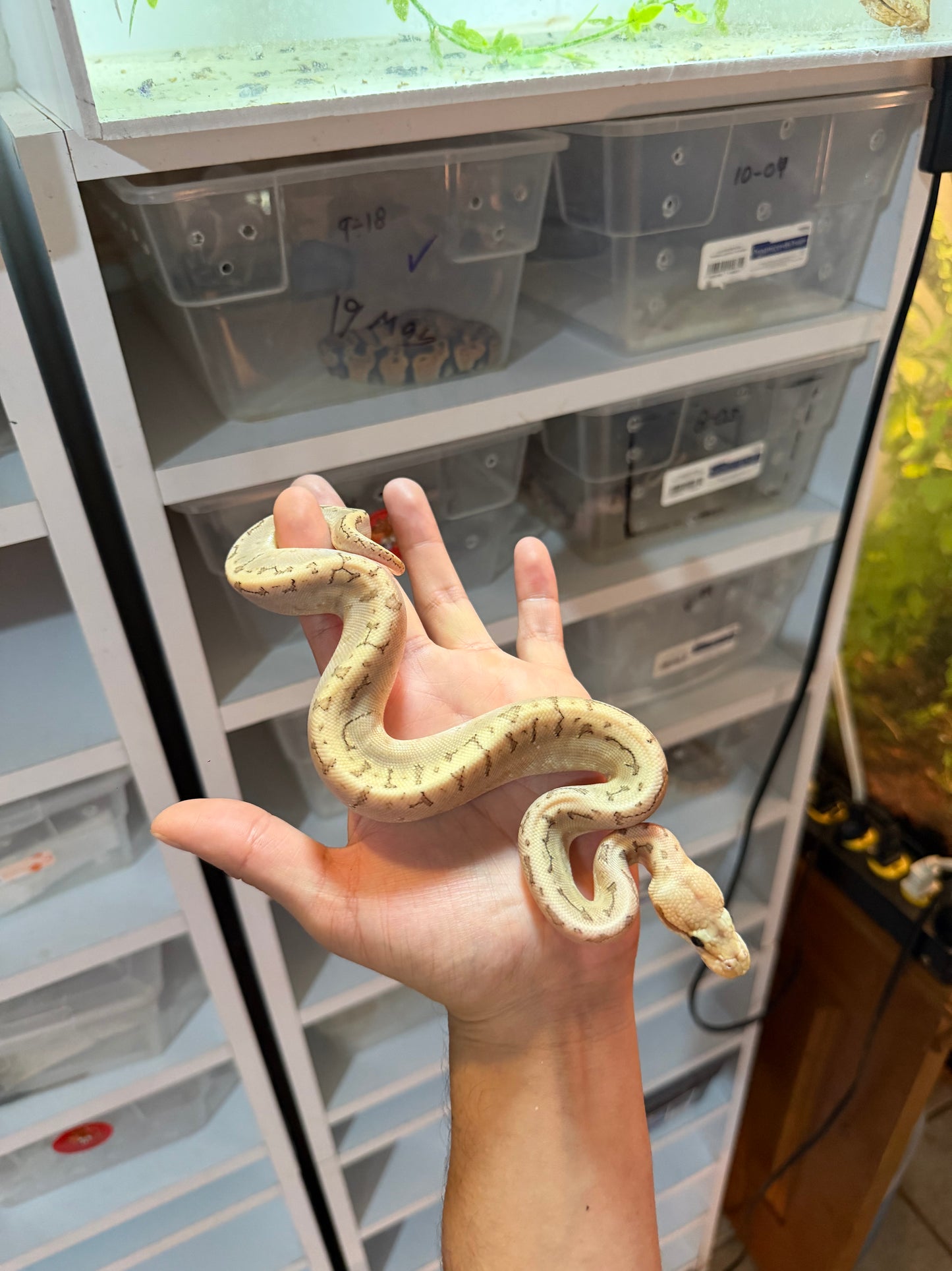 PITÓN BOLA BAMBOO PASTEL PINSTRIPE HET HYPO MACHO