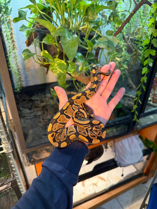 PITÓN BOLA NOMINAL HEMBRA 5