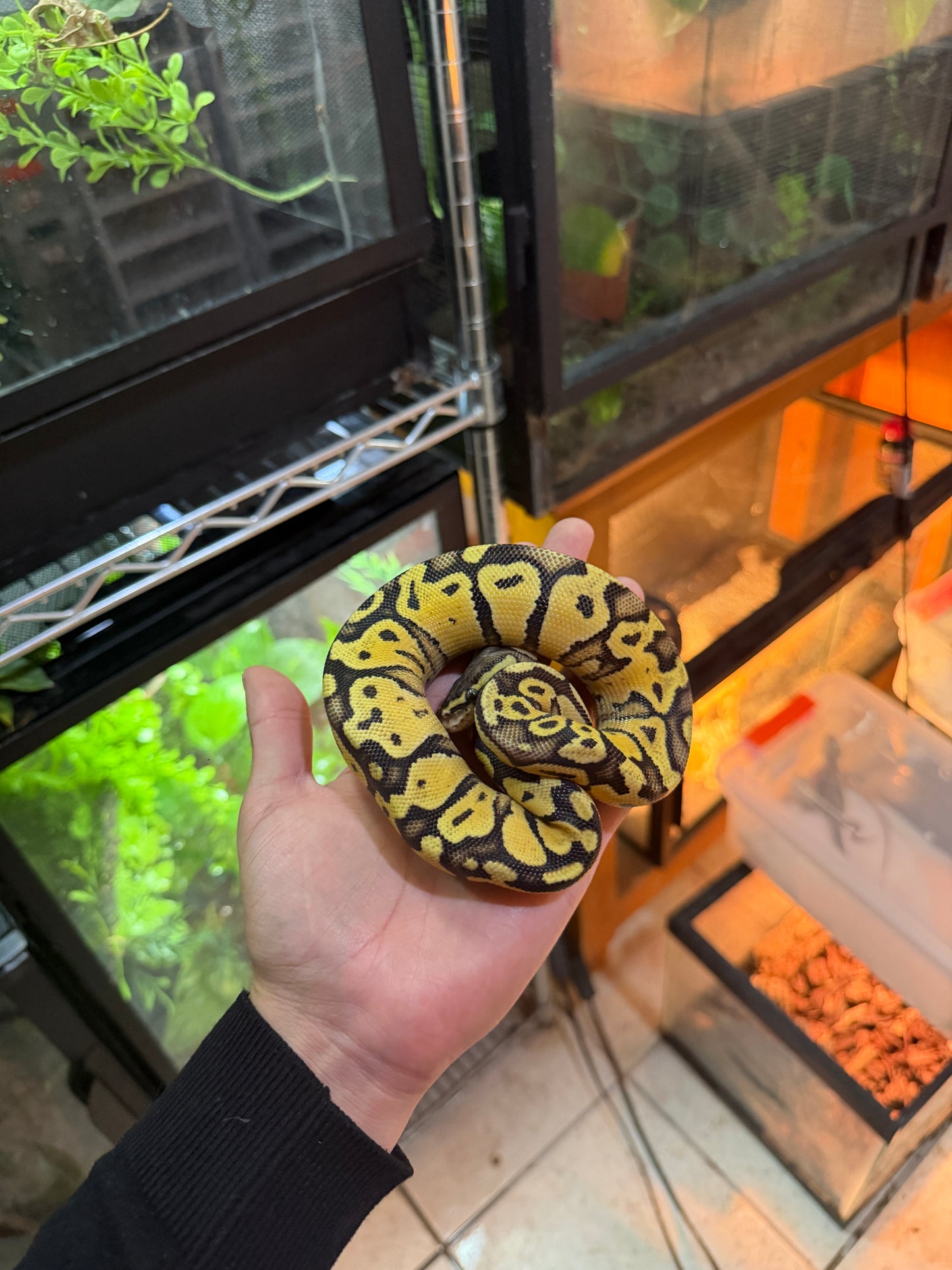PITÓN BOLA PASTEL YB 66% HET PIED POSS DISCO MACHO