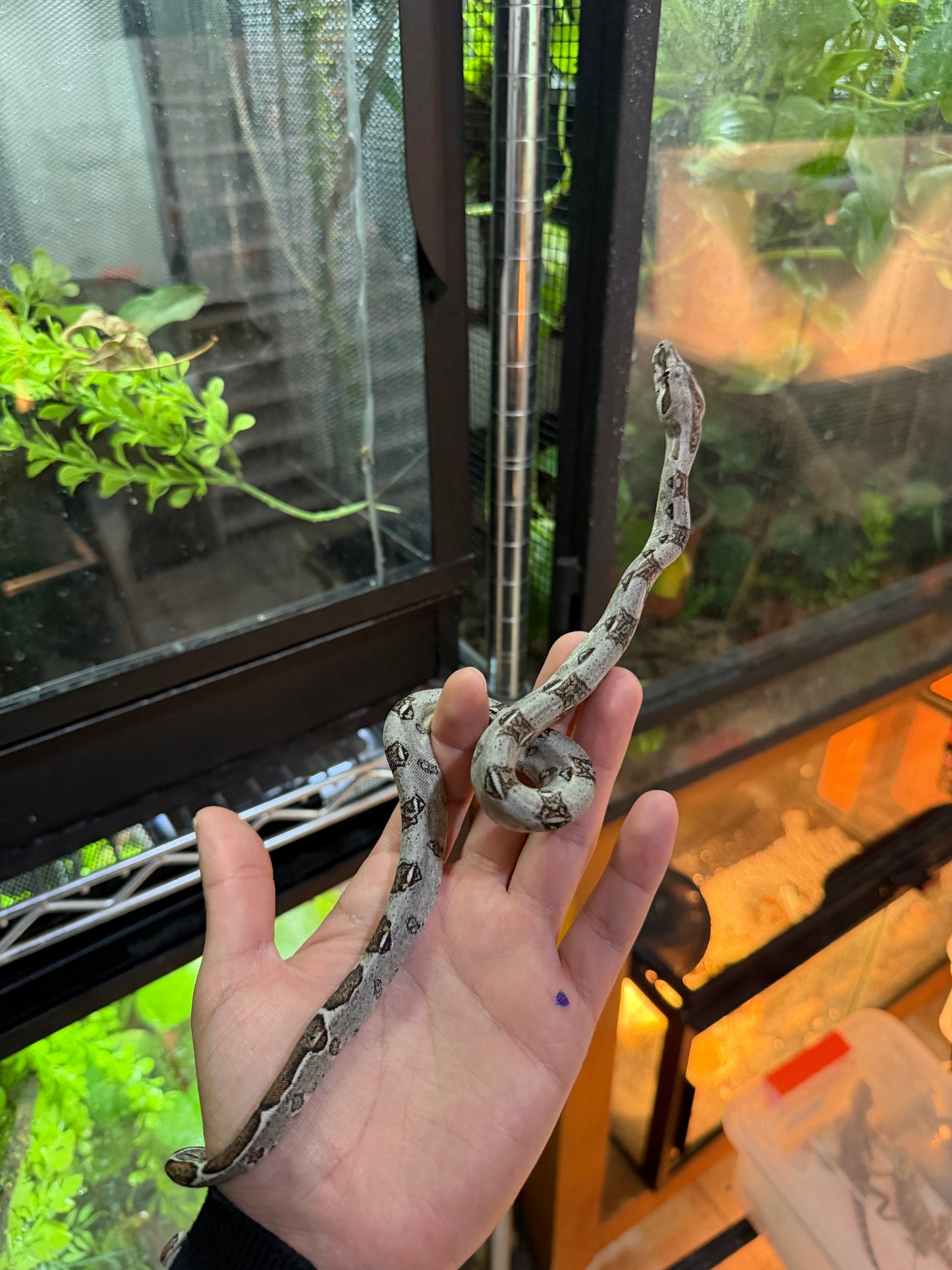 BOA MEXICANA LOCALIDAD SONORA MACHO S1M