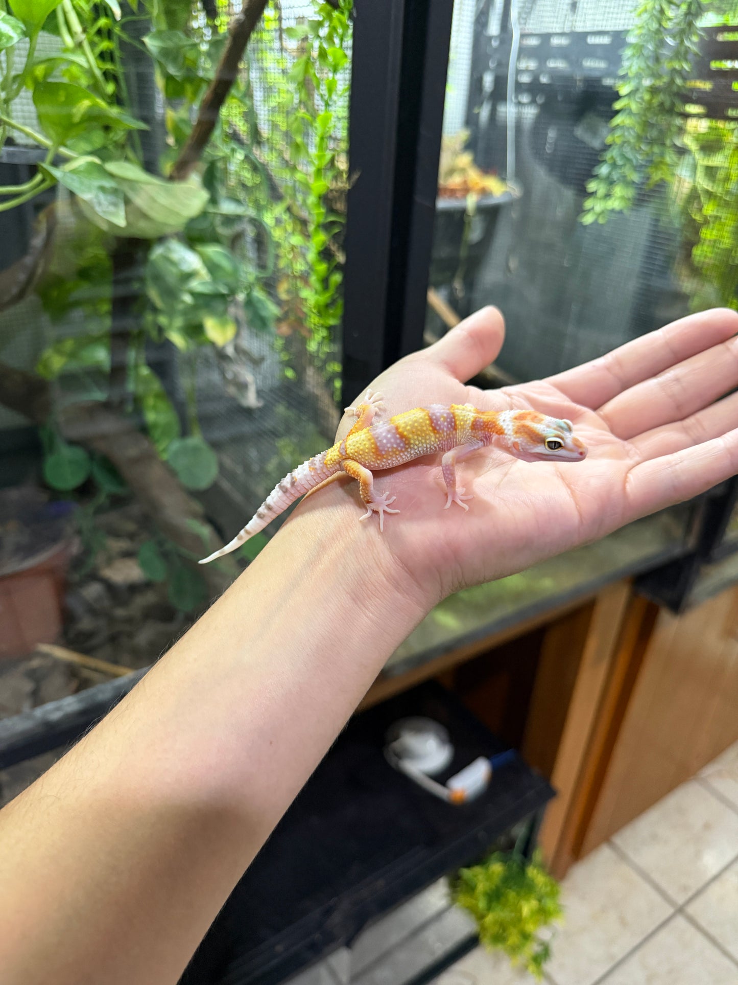 Gecko leopardo SUNGLOW 47