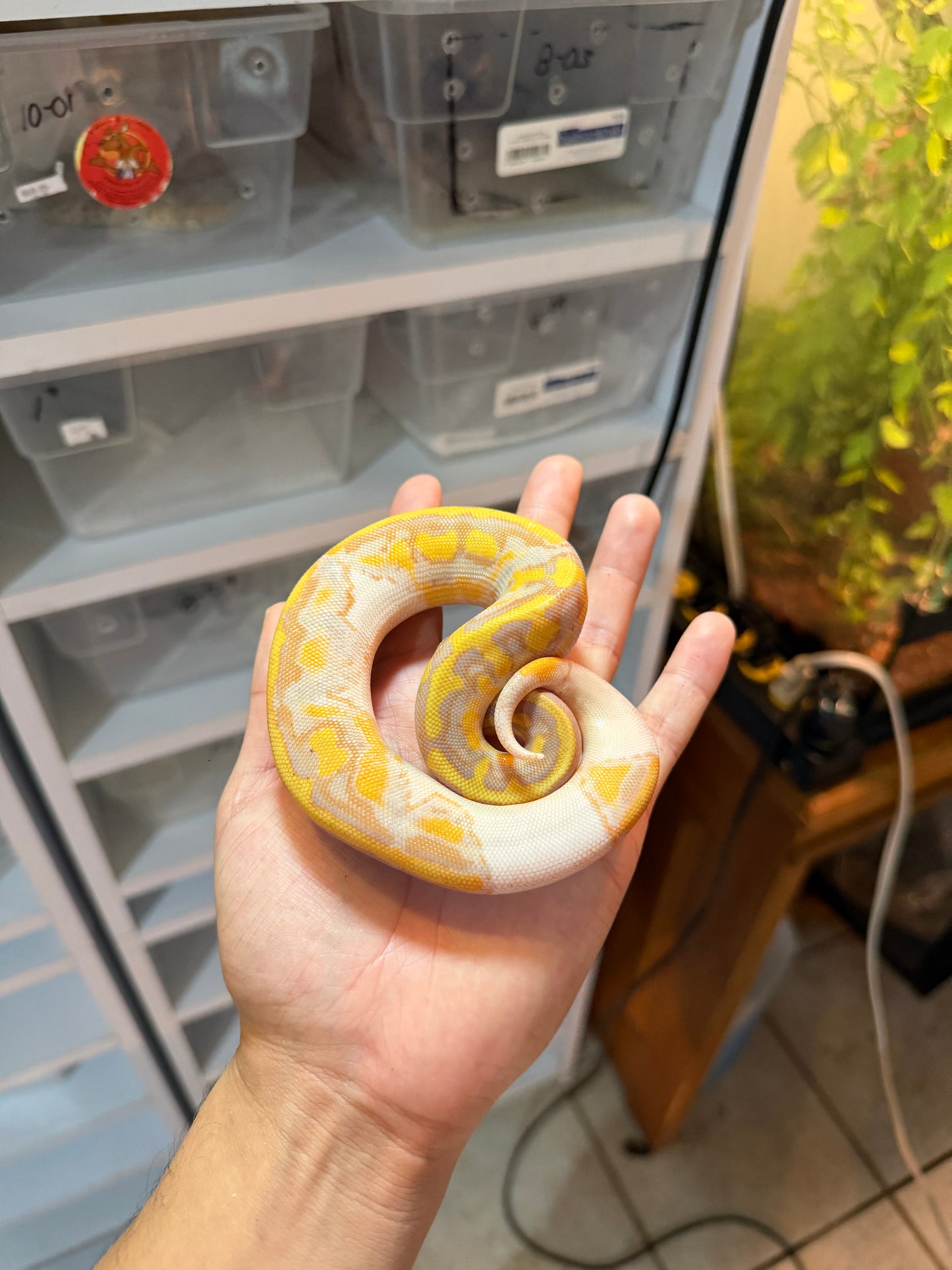 PITÓN BOLA BANANA PIED 20-02
