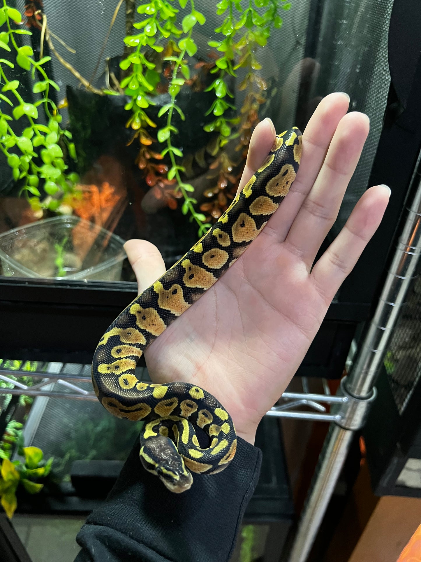 PASTEL MACHO 46