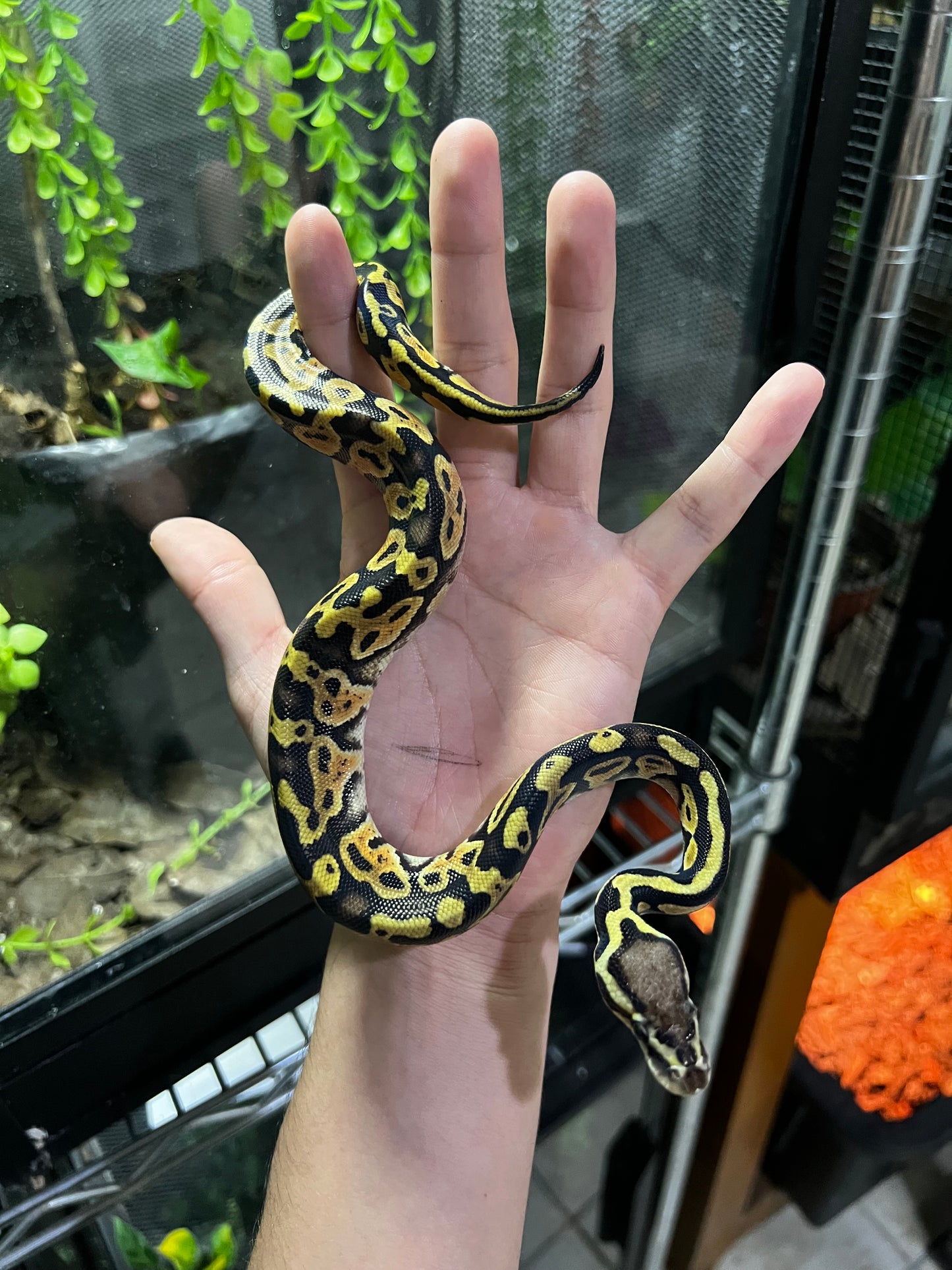 PASTEL HET CLOWN HEMBRA 88