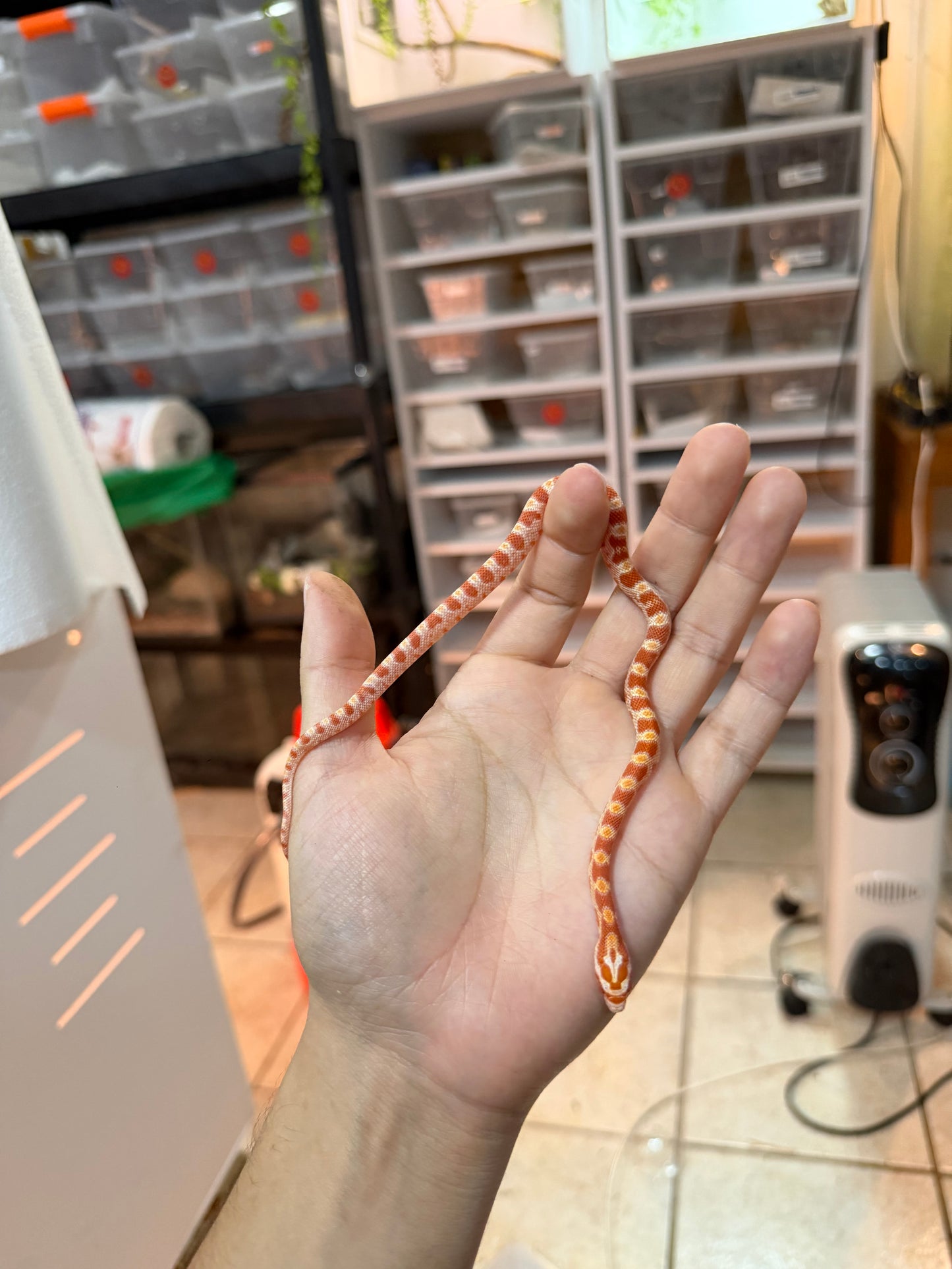 SERPIENTE MAICERA ALBINA S/S 5