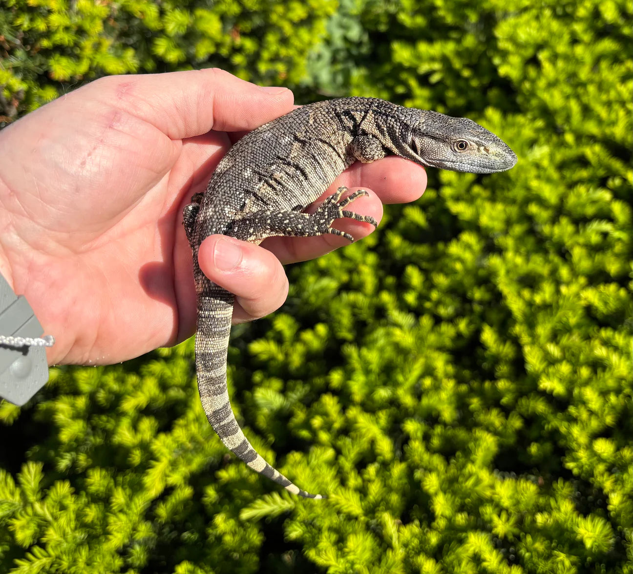 Monitor black throat