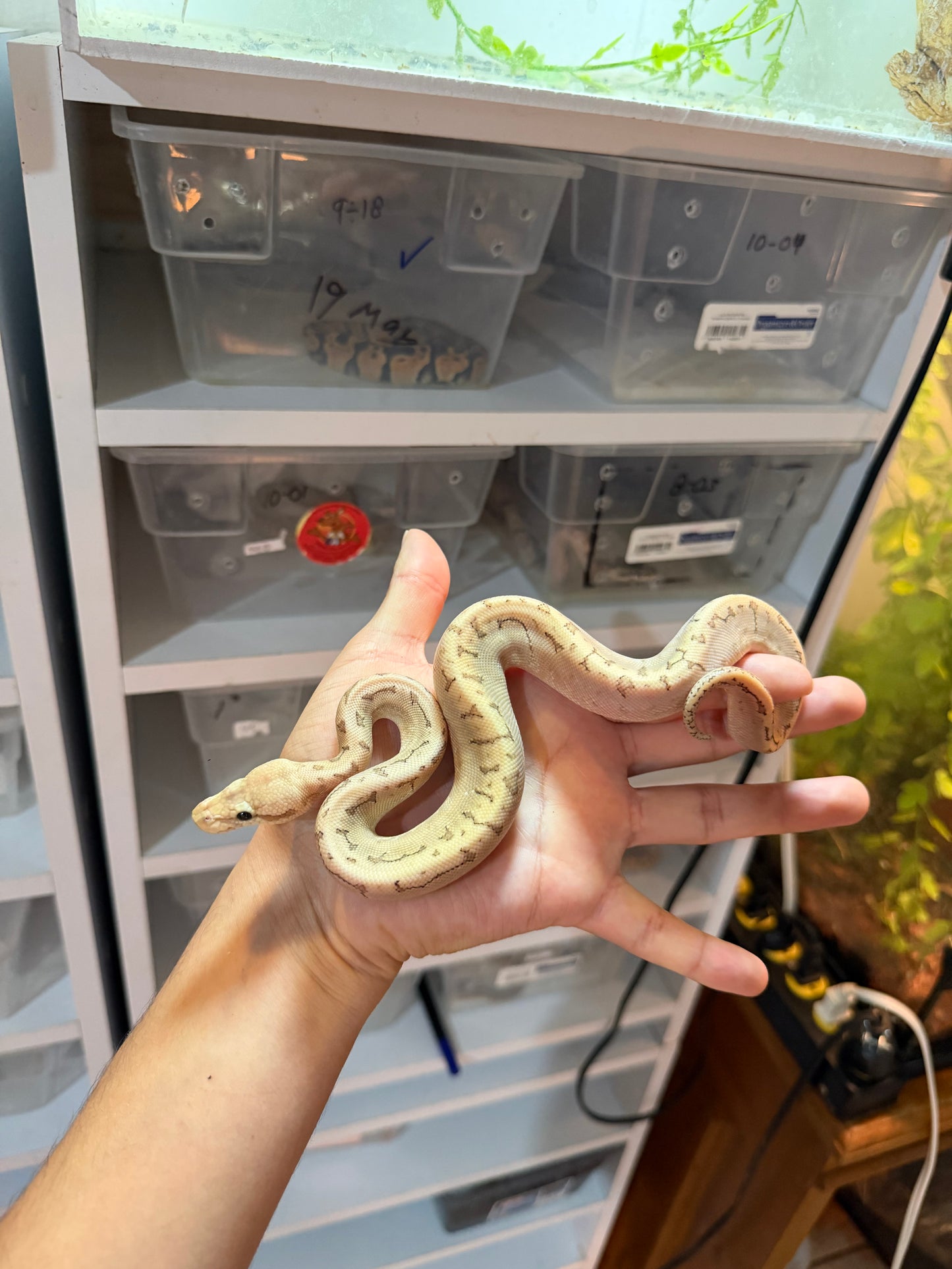 PITÓN BOLA BAMBOO PASTEL PINSTRIPE HET HYPO MACHO