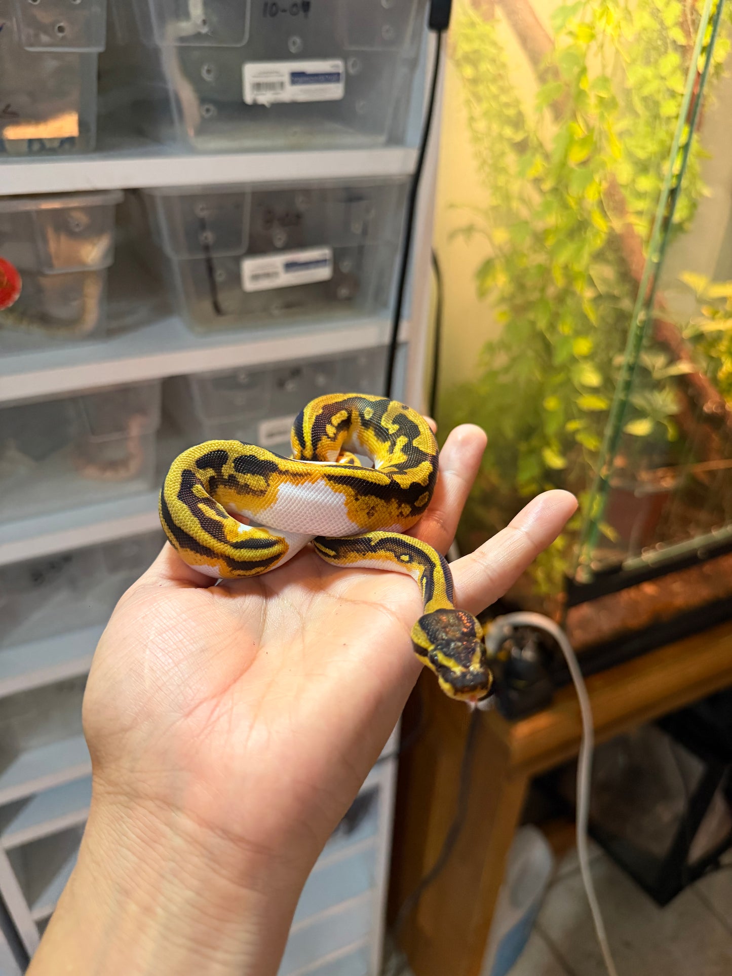 PITÓN BOLA ENCHI YELLOW BELLY PIED MACHO 12-01