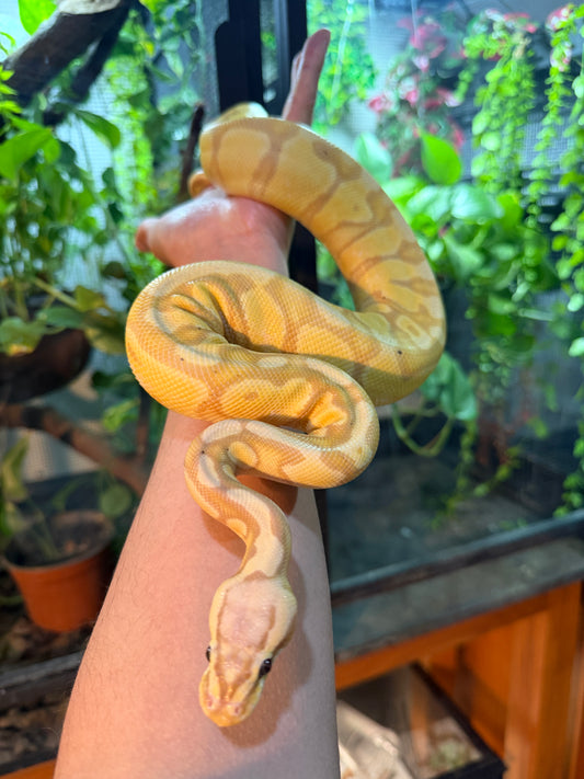 PITÓN BOLA BANANA ENCHI PASTEL MACHO ADULTO 2024