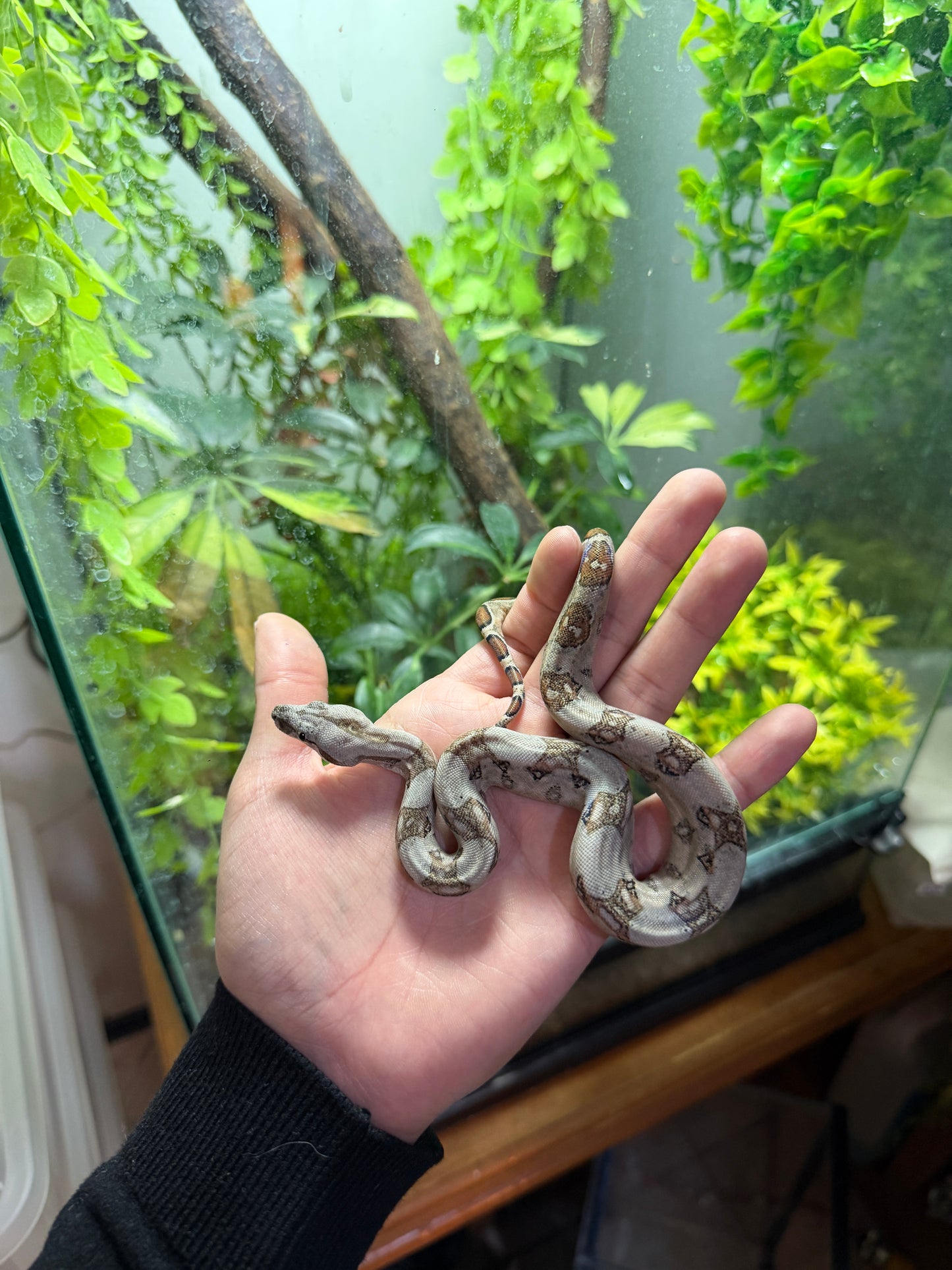 BOA MEXICANA LOCALIDAD SONORA MACHO SH6