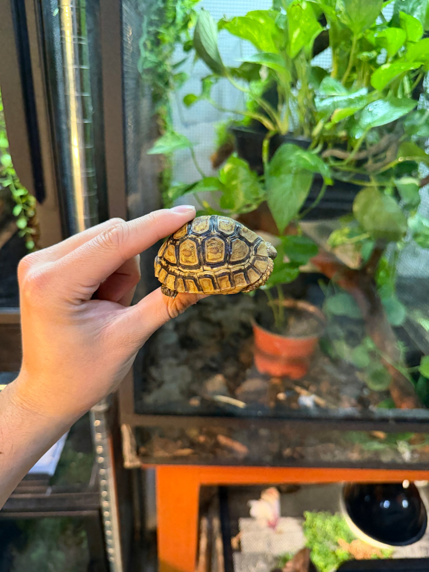 TORTUGA LEOPARDO 3 (Stigmochelys pardalis) CITES2025