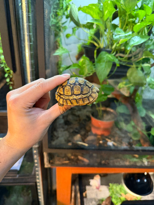 TORTUGA LEOPARDO 3 (Stigmochelys pardalis) CITES2025