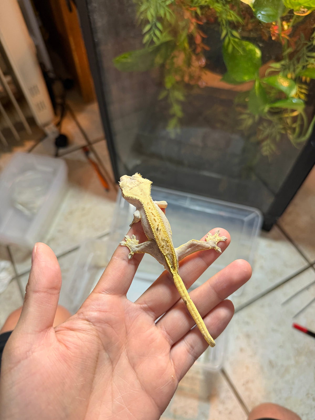 GECKO CRESTADO YELLOW FLAME PINSTRIPE JUVENIL 2