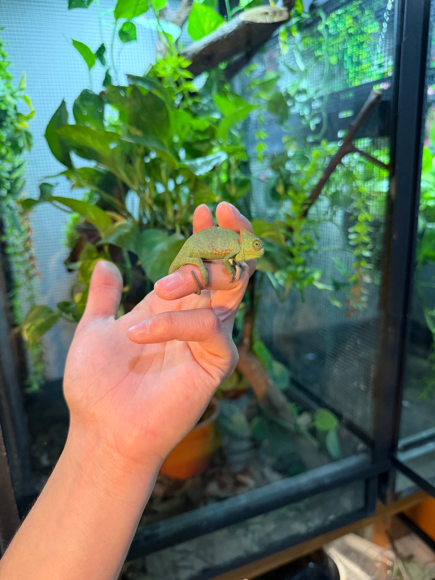 CAMALEONES DE VELO CRÍAS CON APROVECHAMIENTO EMITIDO POR SEMARNAT