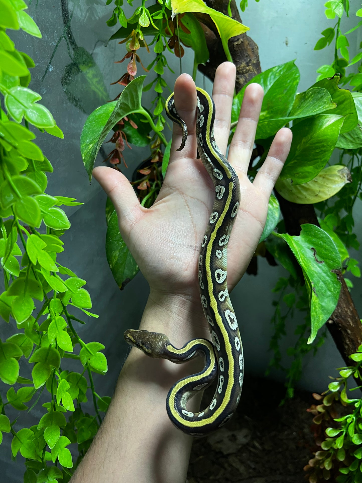 MOJAVE CYPRESS HEMBRA 92