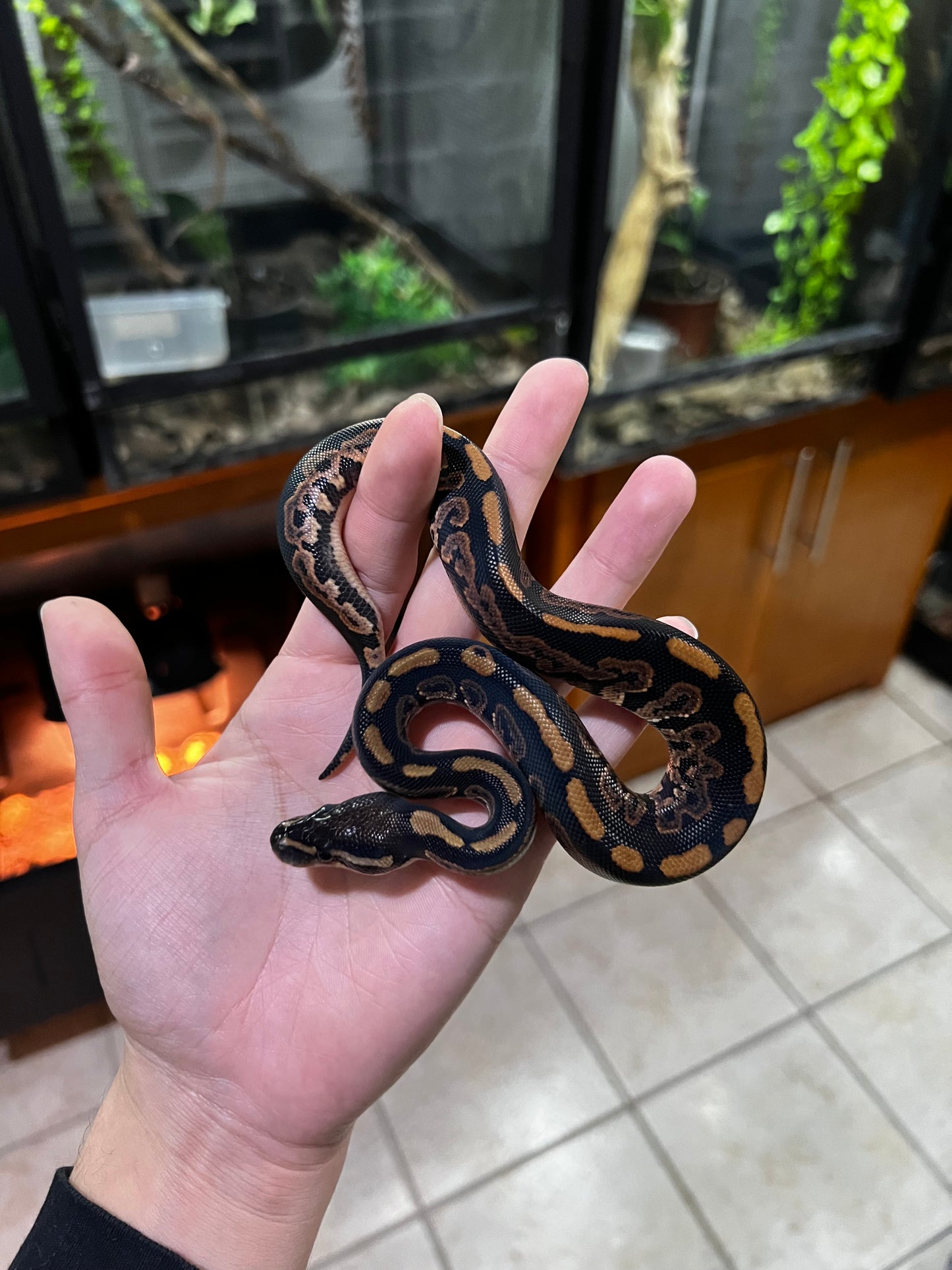 BLACK PASTEL HET PIED MACHO 63