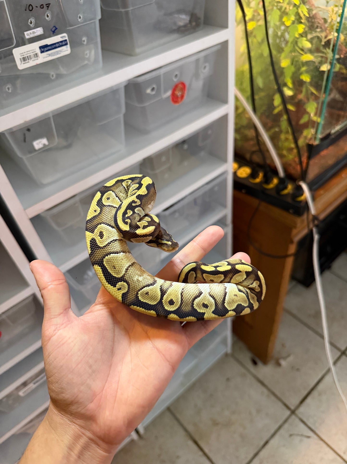 PITÓN BOLA MOJAVE YB/ASPHALT HET CLOWN MACHO 2