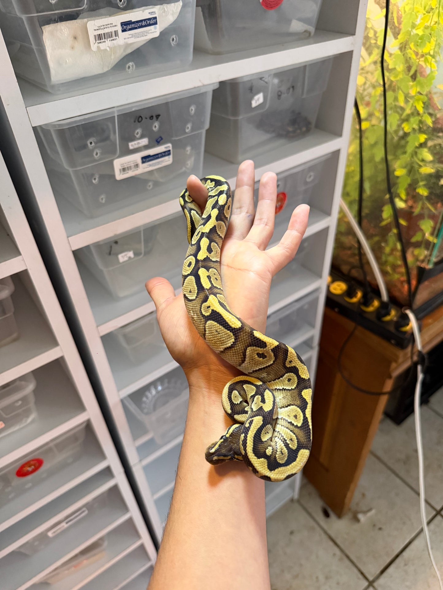 PITÓN BOLA MOJAVE YB/ASPHALT HET CLOWN MACHO 2