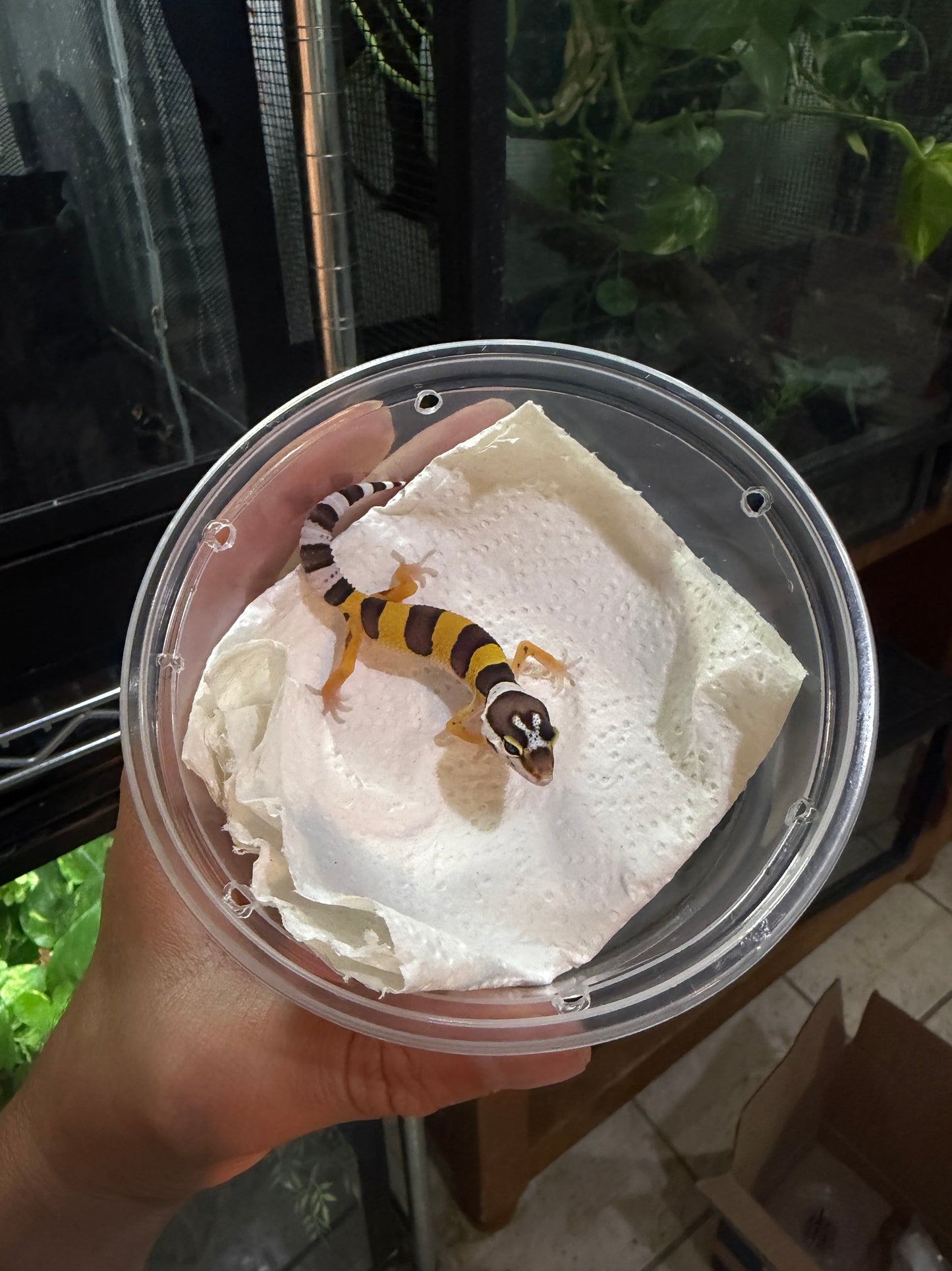 GECKO LEOPARDO NOMINAL HET ALBINO TANGERINE 5