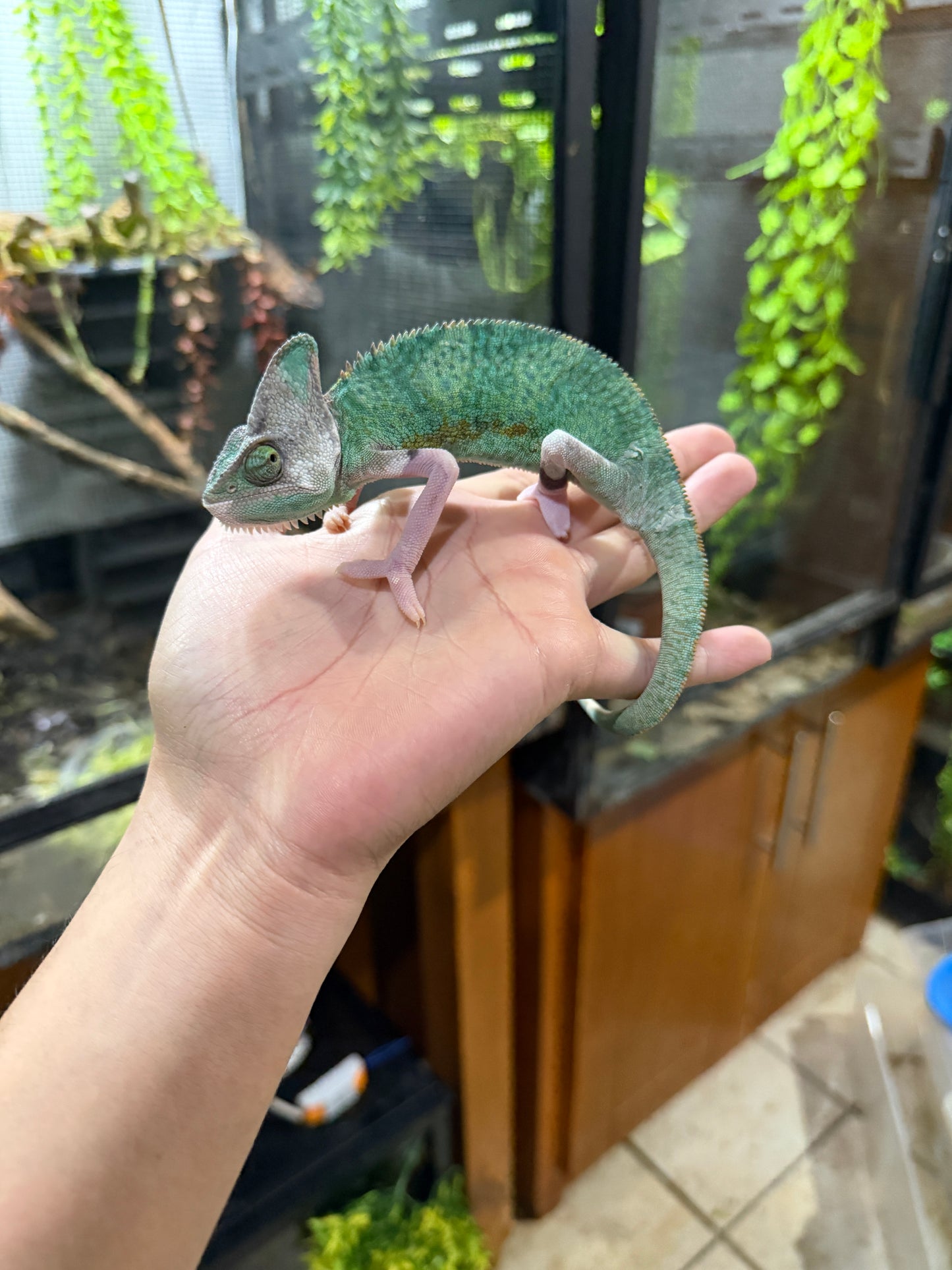 CAMALEÓN DE VELO HIGH TRANSLUCENT MACHO