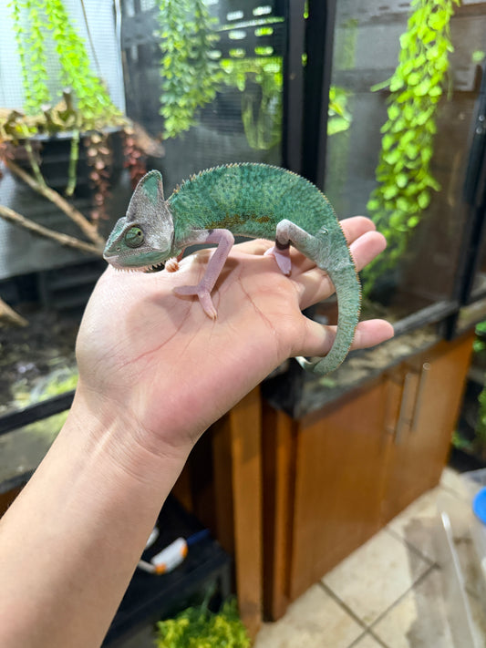 CAMALEÓN DE VELO HIGH TRANSLUCENT MACHO