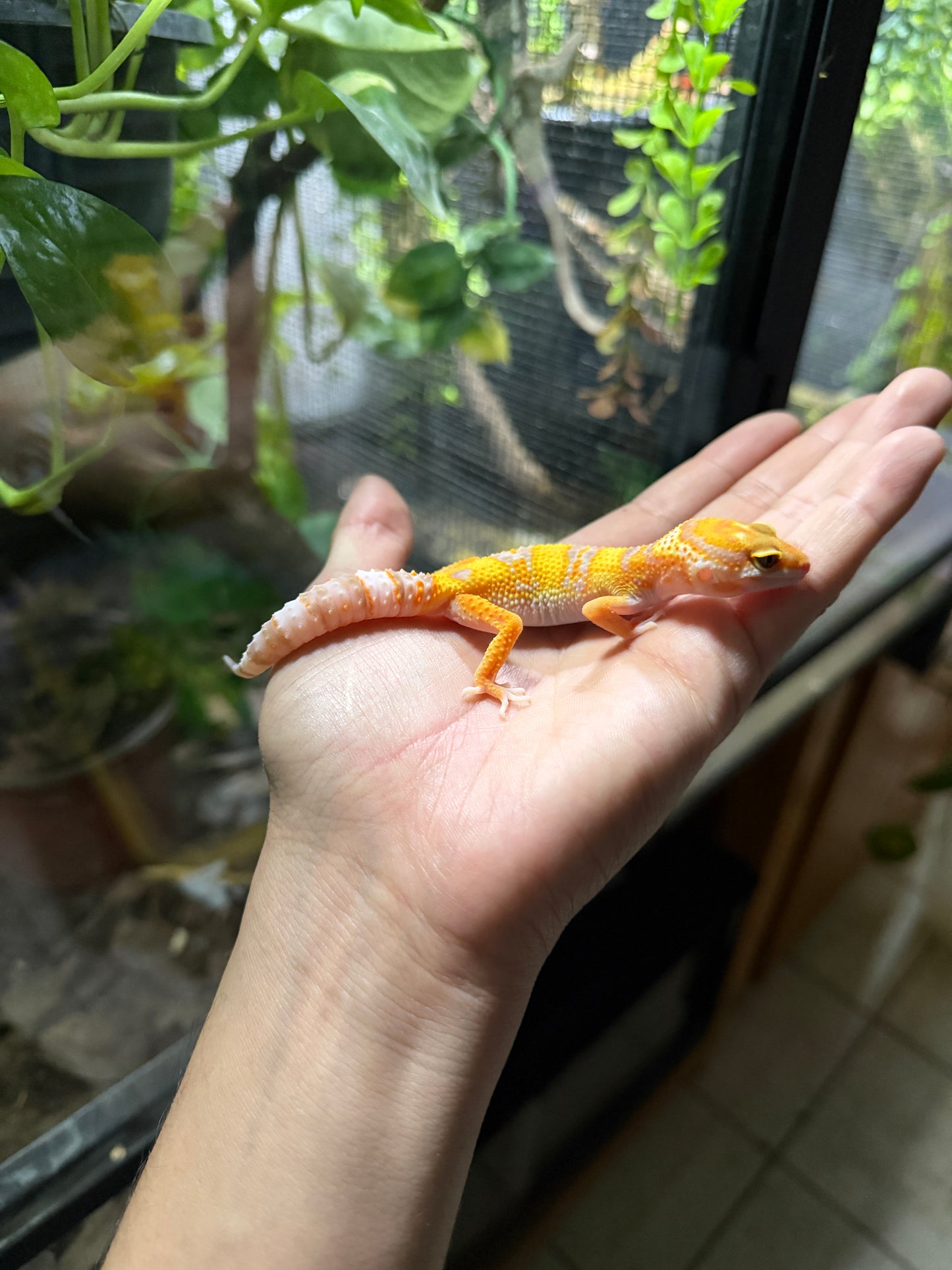 Gecko leopardo RAINWATER het typhoon 76