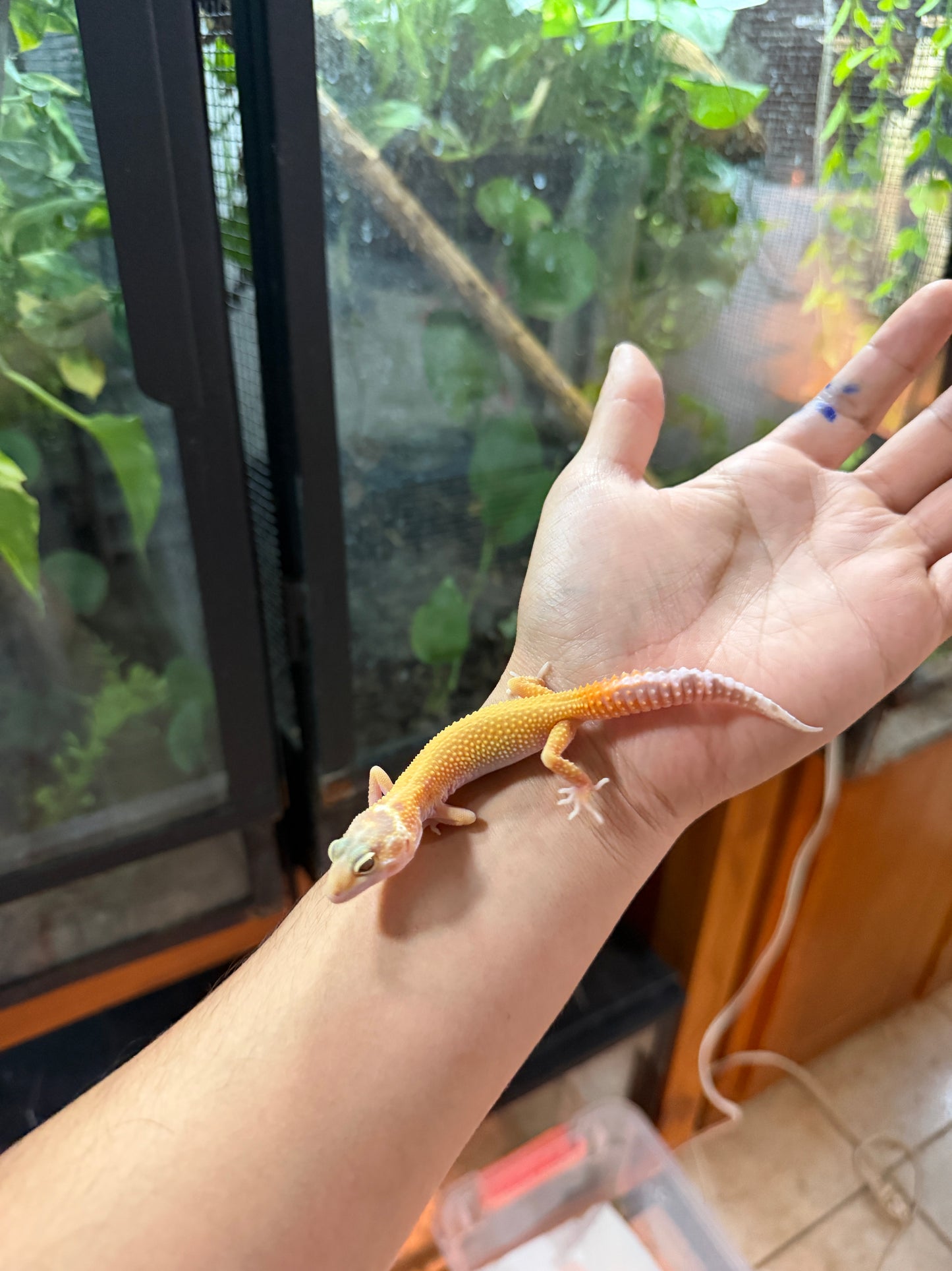 GECKO LEOPARDO APTOR 61