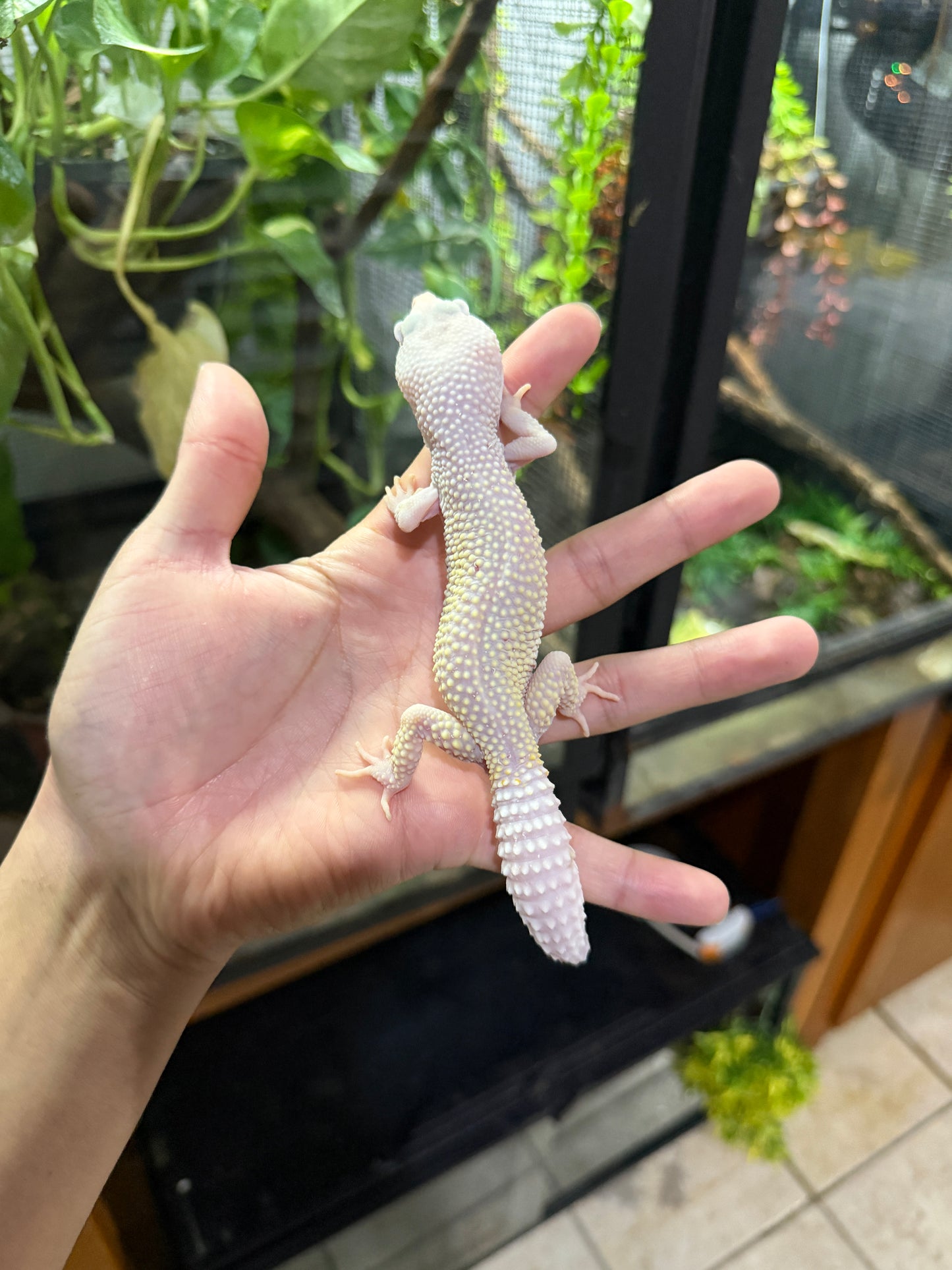 GECKO LEOPARDO DIABLO BLANCO MACHO 2