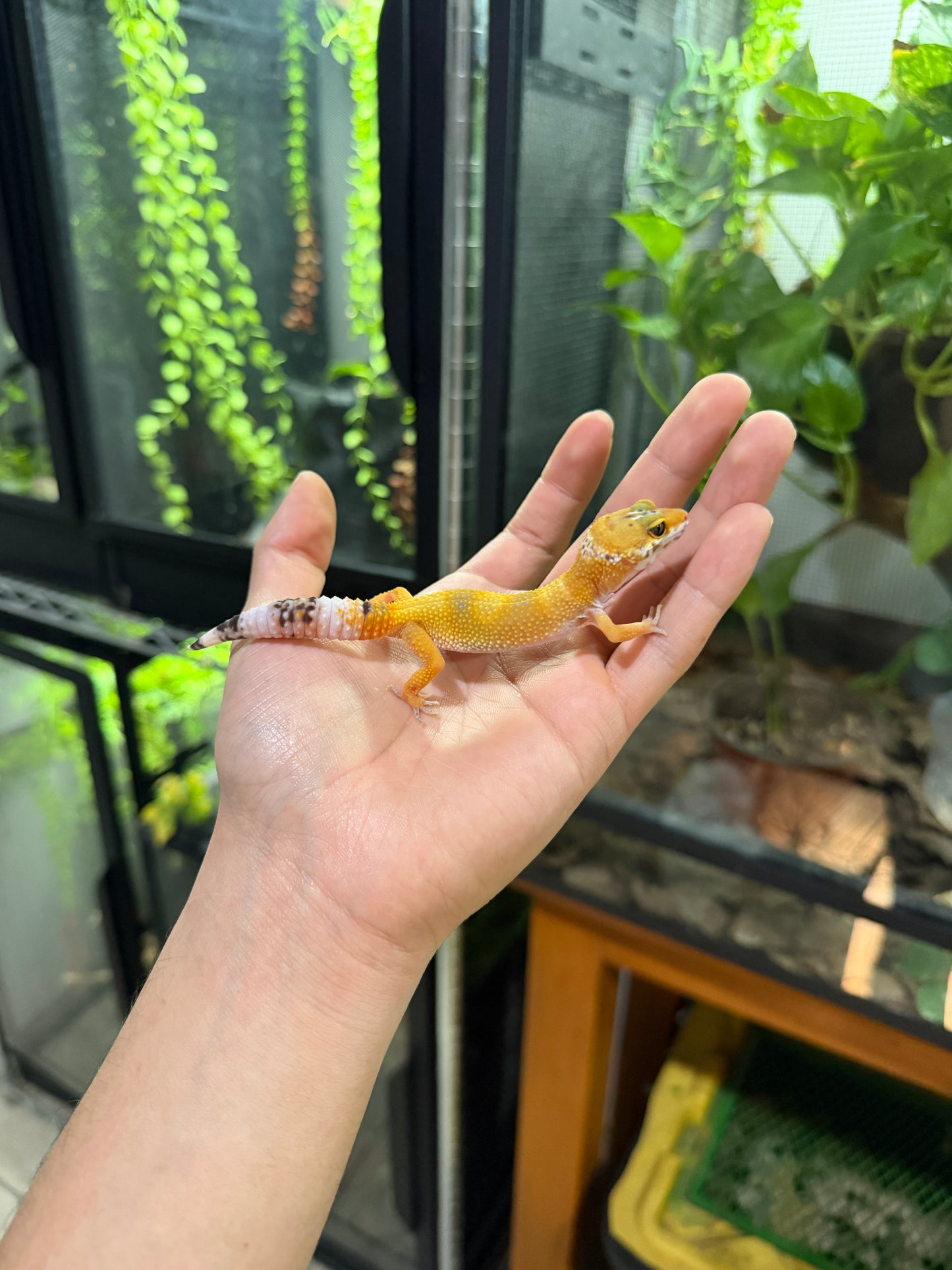 GECKO LEOPARDO SUPER HYPO TANGERINE HEMBRA 6448