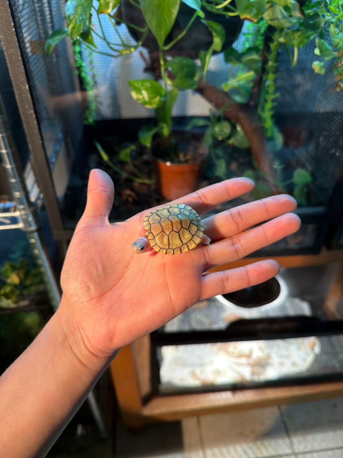 TORTUGA OREJAS ROJAS CARAMEL PINK