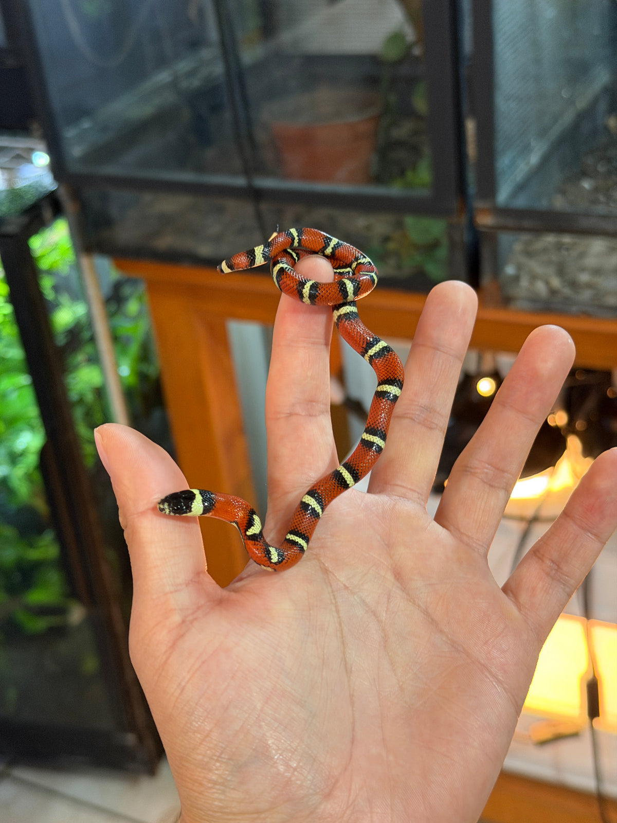 FALSA CORAL NELSON X HONDURAS HEMBRA