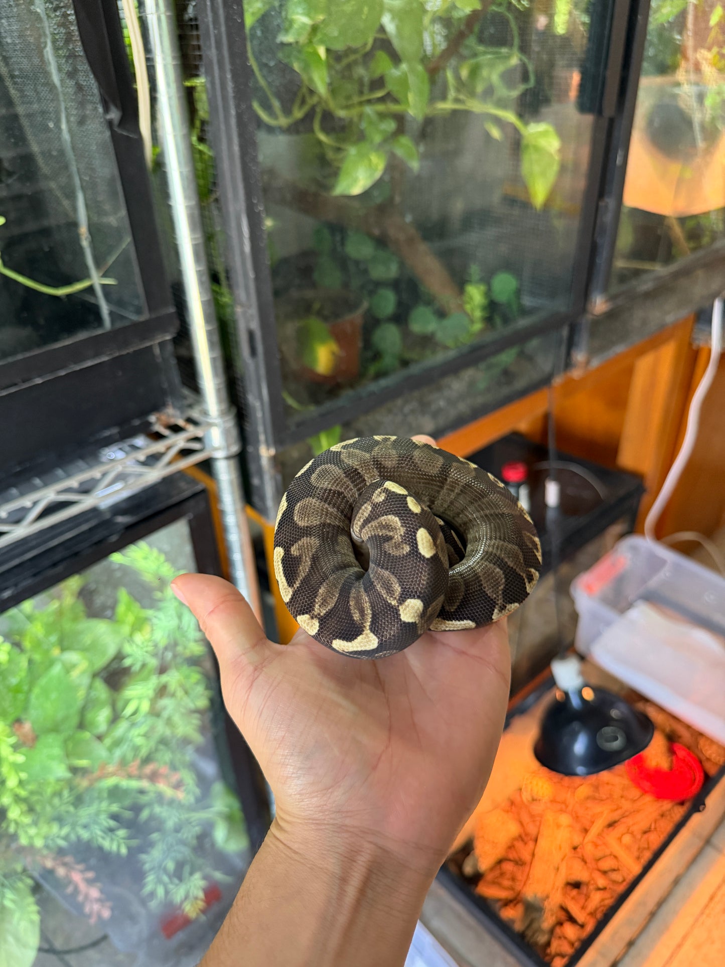 PITÓN BOLA MOJAVE GHI HEMBRA (CON MICROCHIP)
