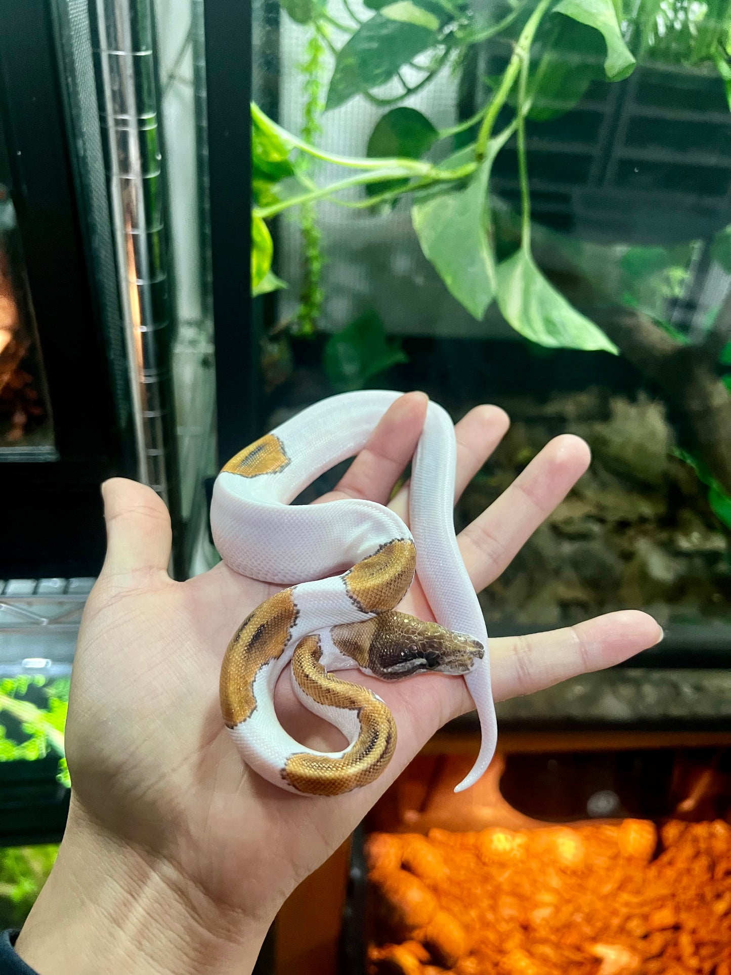 PINTO PIED HEMBRA