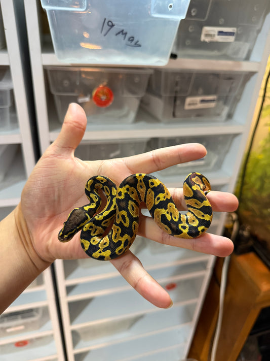 PITÓN BOLA PASTEL YELLOW BELLY MACHO 9-18