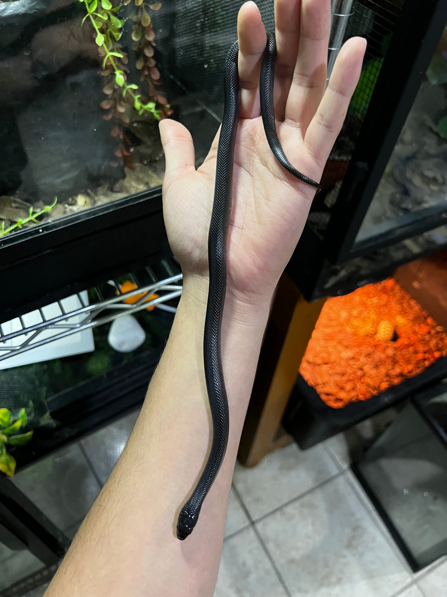 REY NEGRA MEXICANA HEMBRA 72